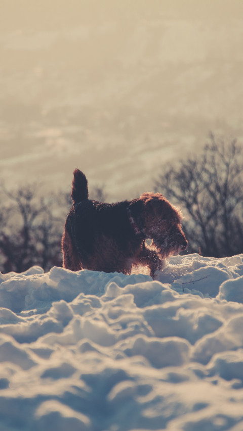 Brown Dog in Snow