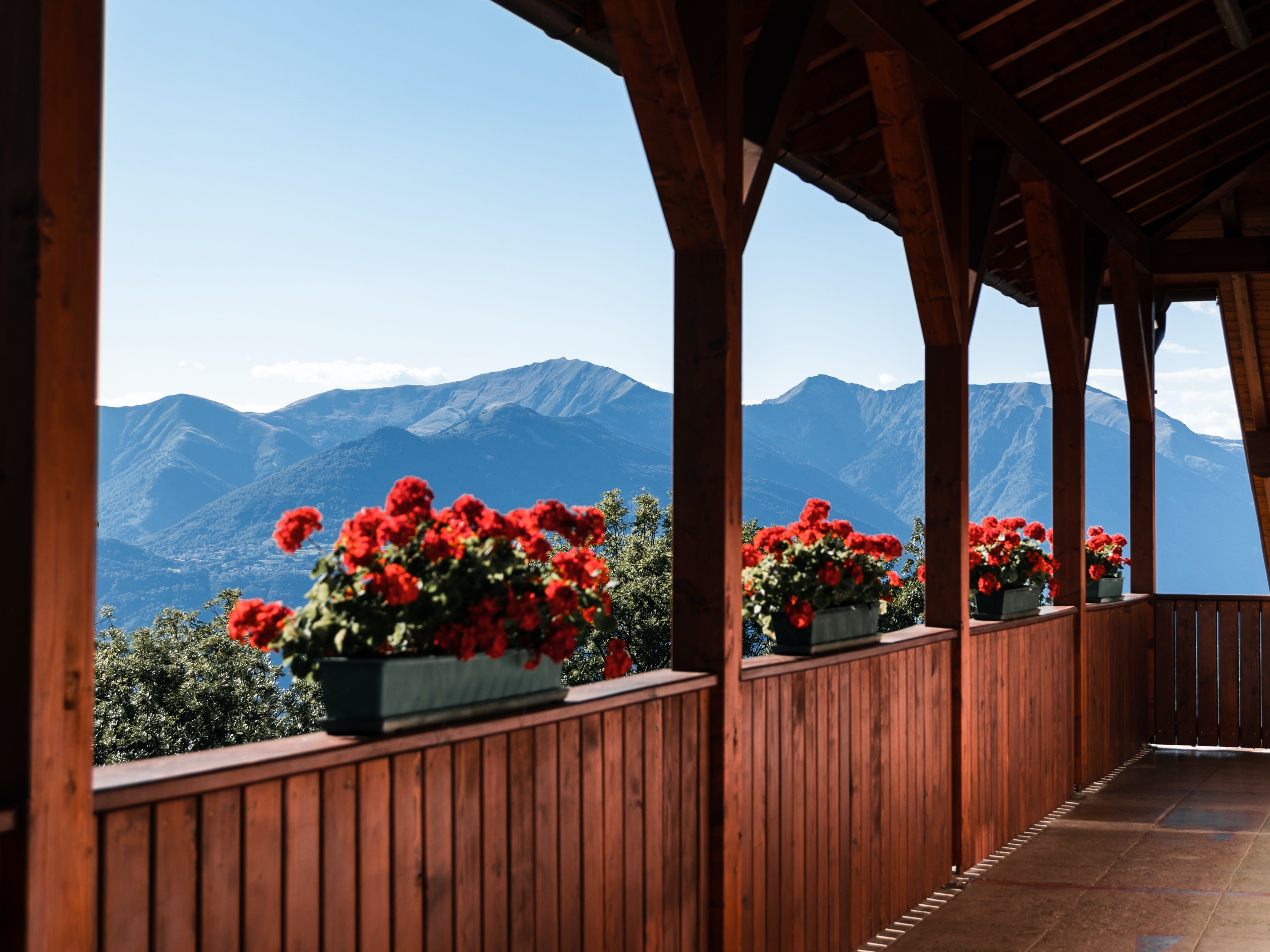 Green Trees and Mountains