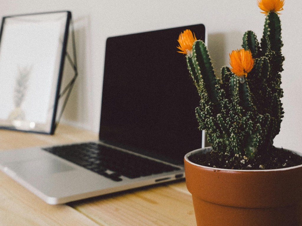 Macbook Pro Beside Potted Green Cactus
