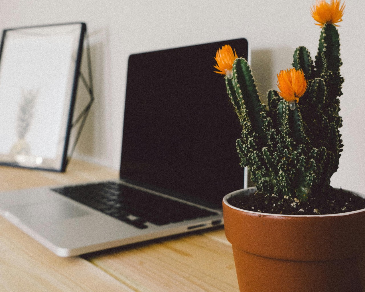 Macbook Pro Beside Potted Green Cactus