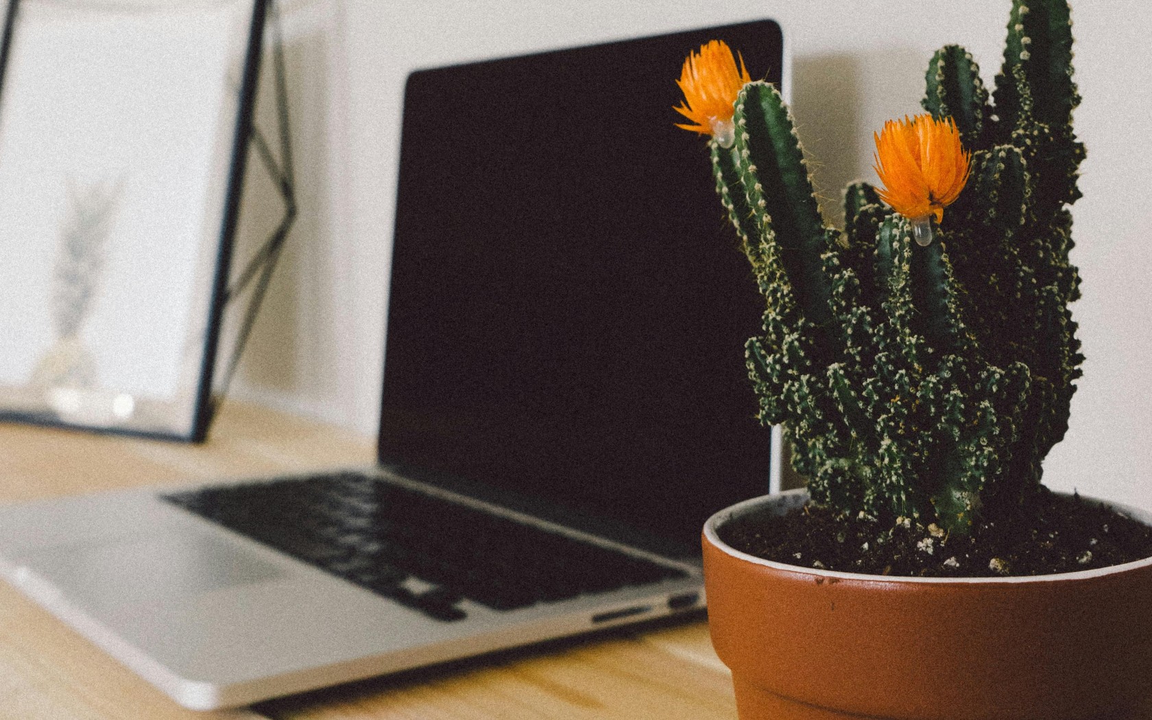 Macbook Pro Beside Potted Green Cactus