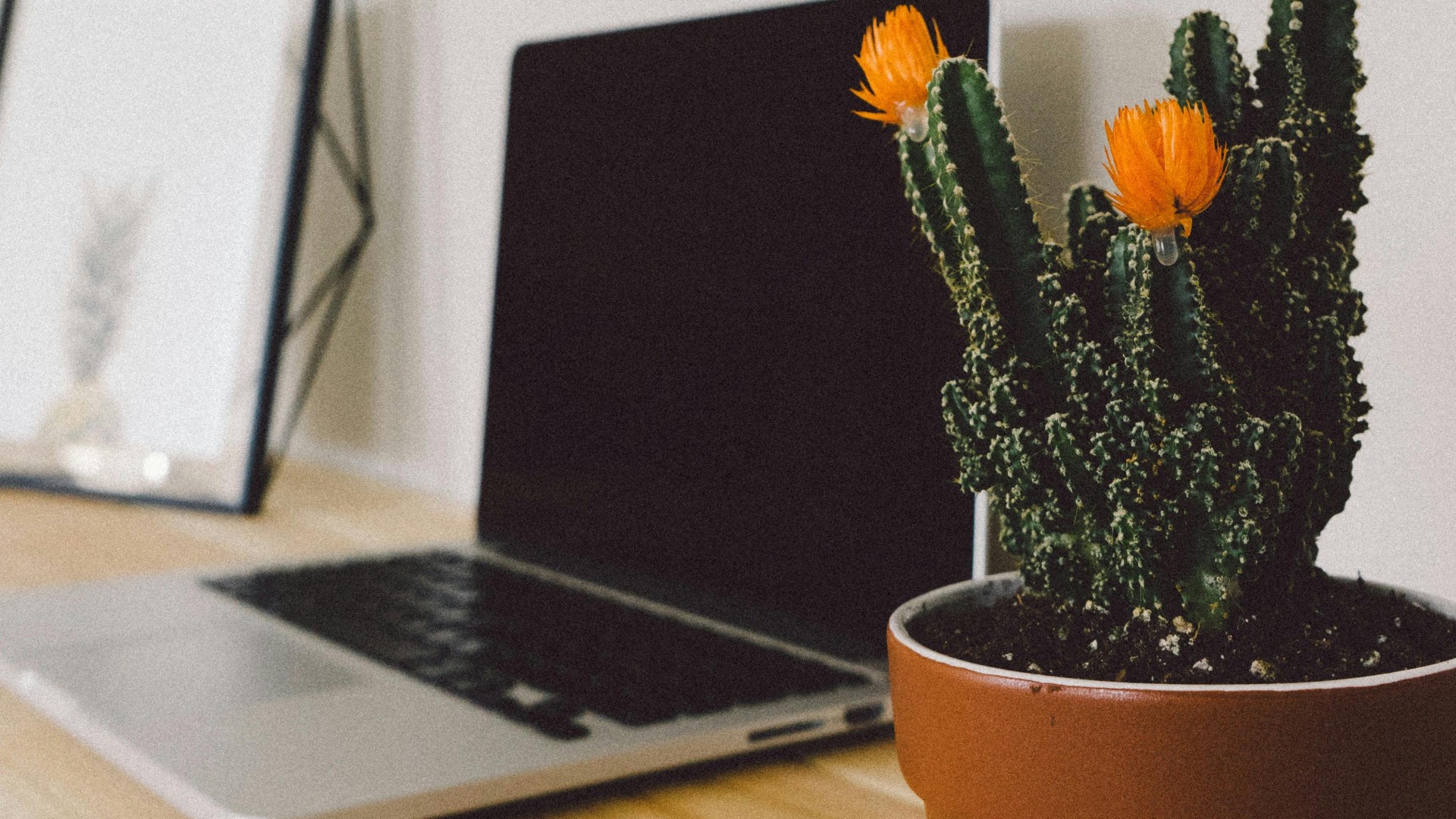 Macbook Pro Beside Potted Green Cactus