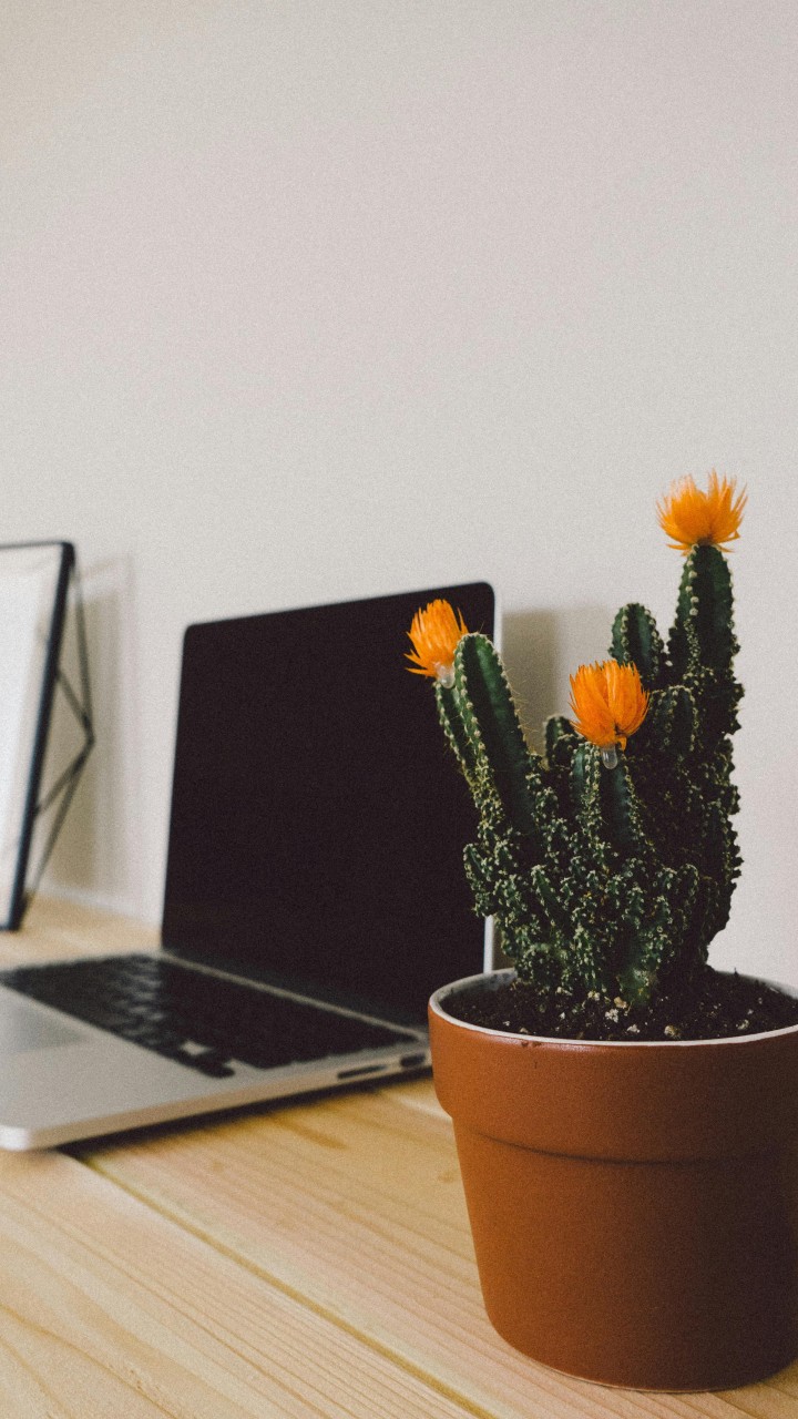 Macbook Pro Beside Potted Green Cactus