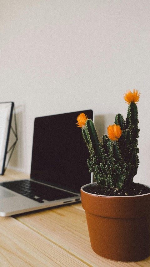 Macbook Pro Beside Potted Green Cactus
