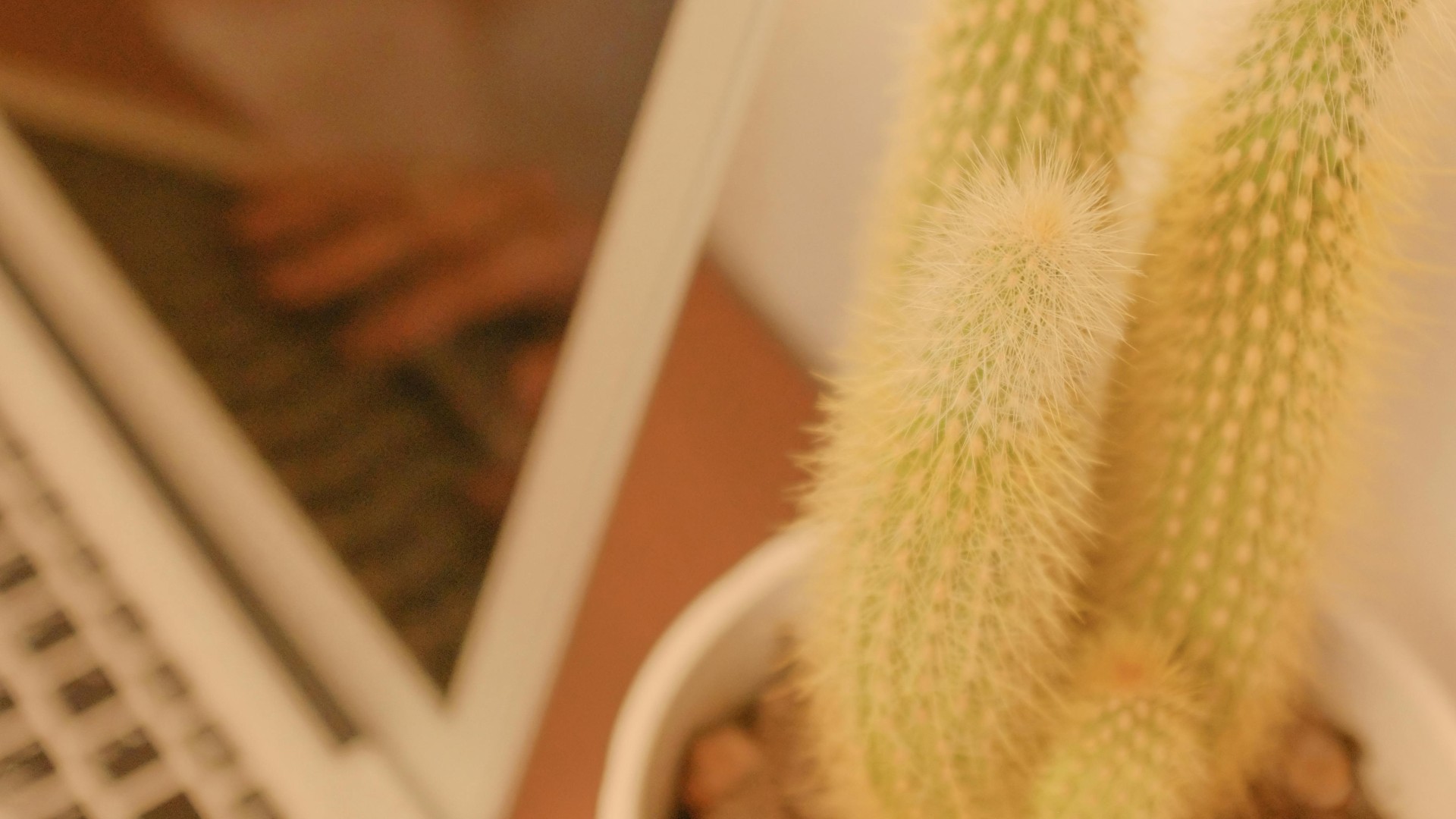Laptop beside Green and White Cactus Plant