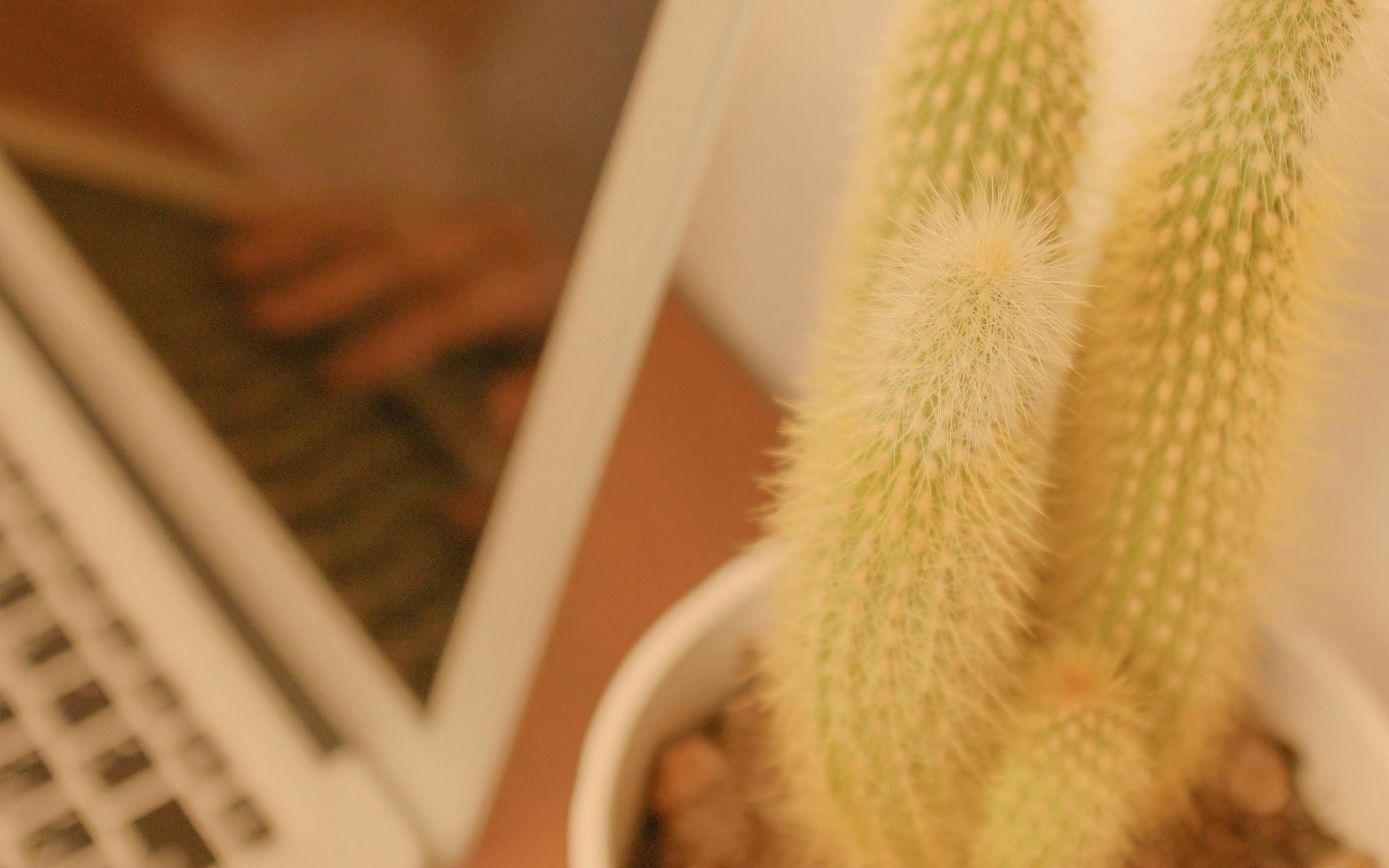 Laptop beside Green and White Cactus Plant
