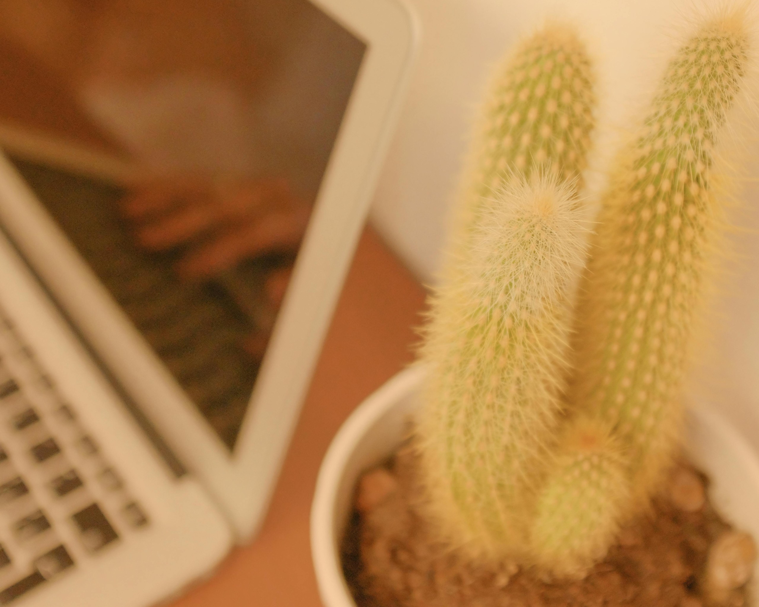 Laptop beside Green and White Cactus Plant