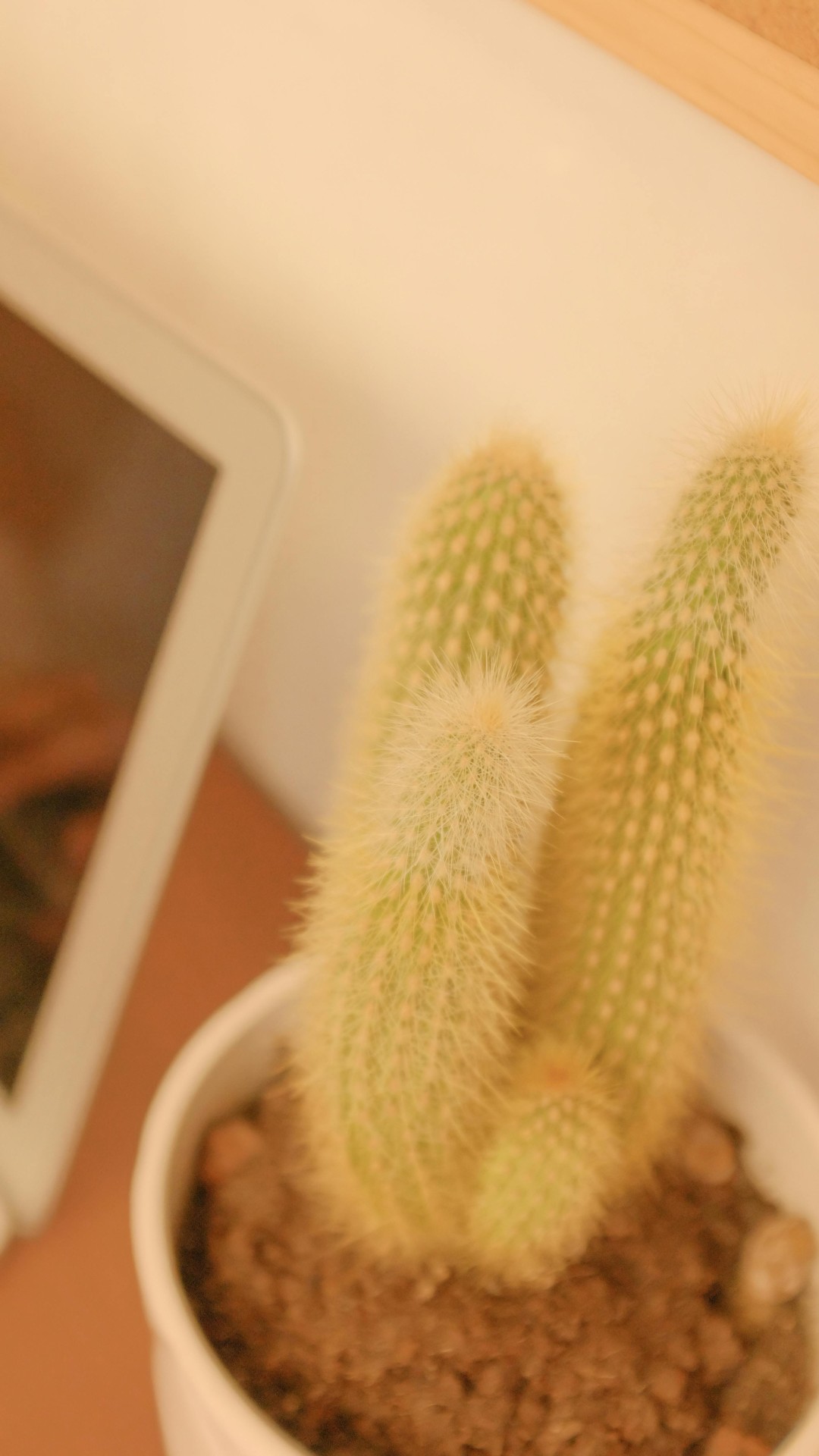 Laptop beside Green and White Cactus Plant