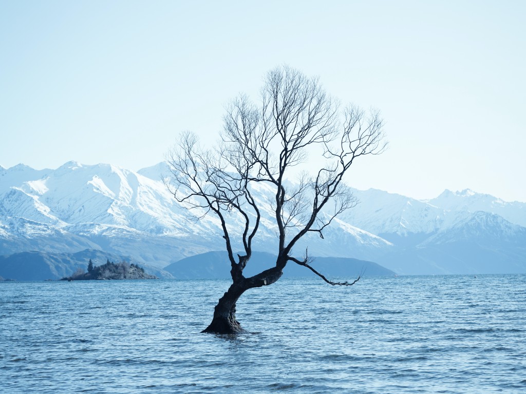 Tree in the sea