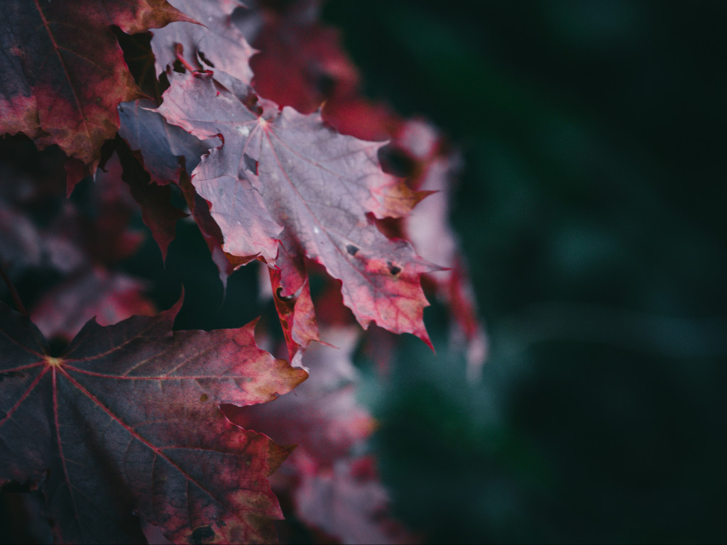 Red Maple Leaves
