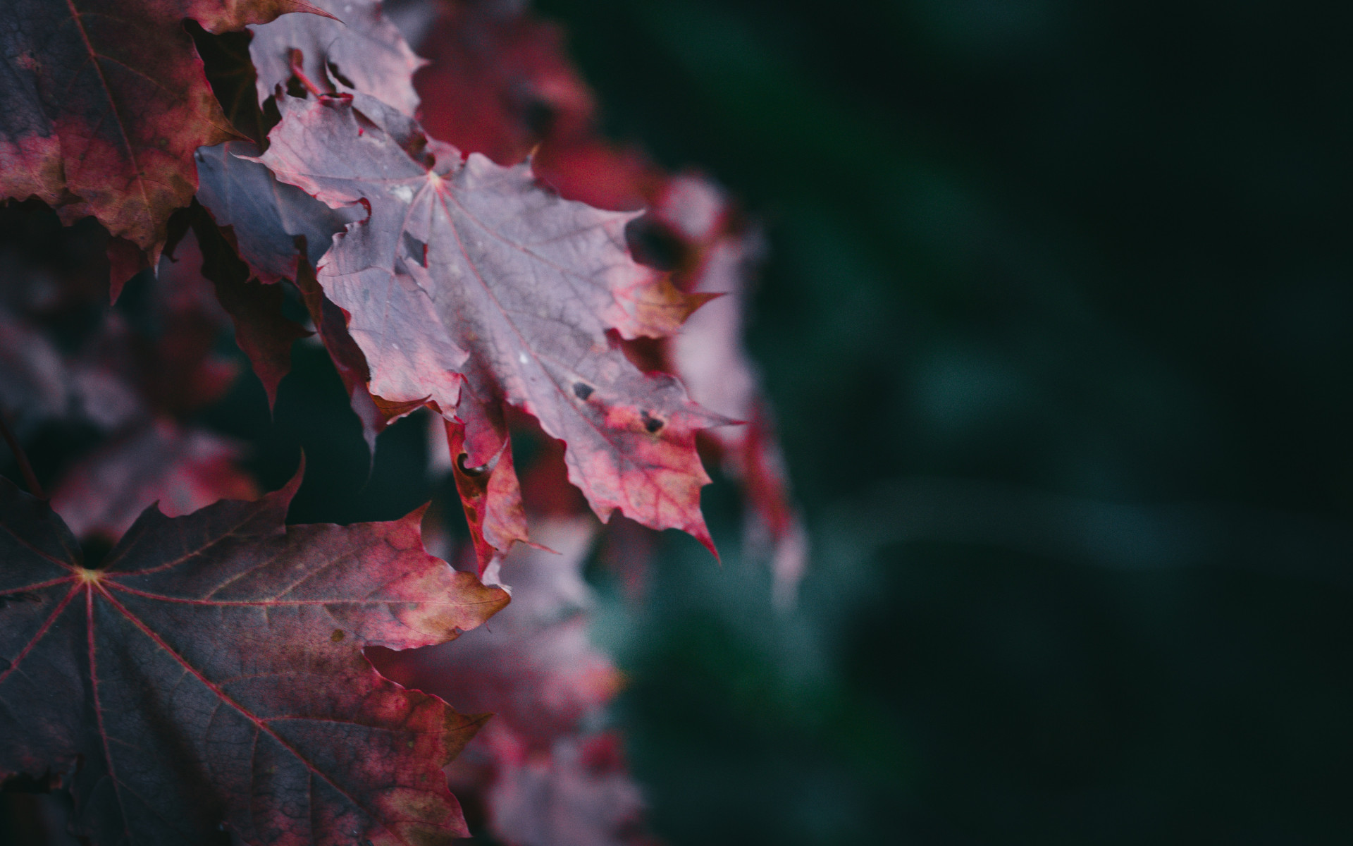Red Maple Leaves