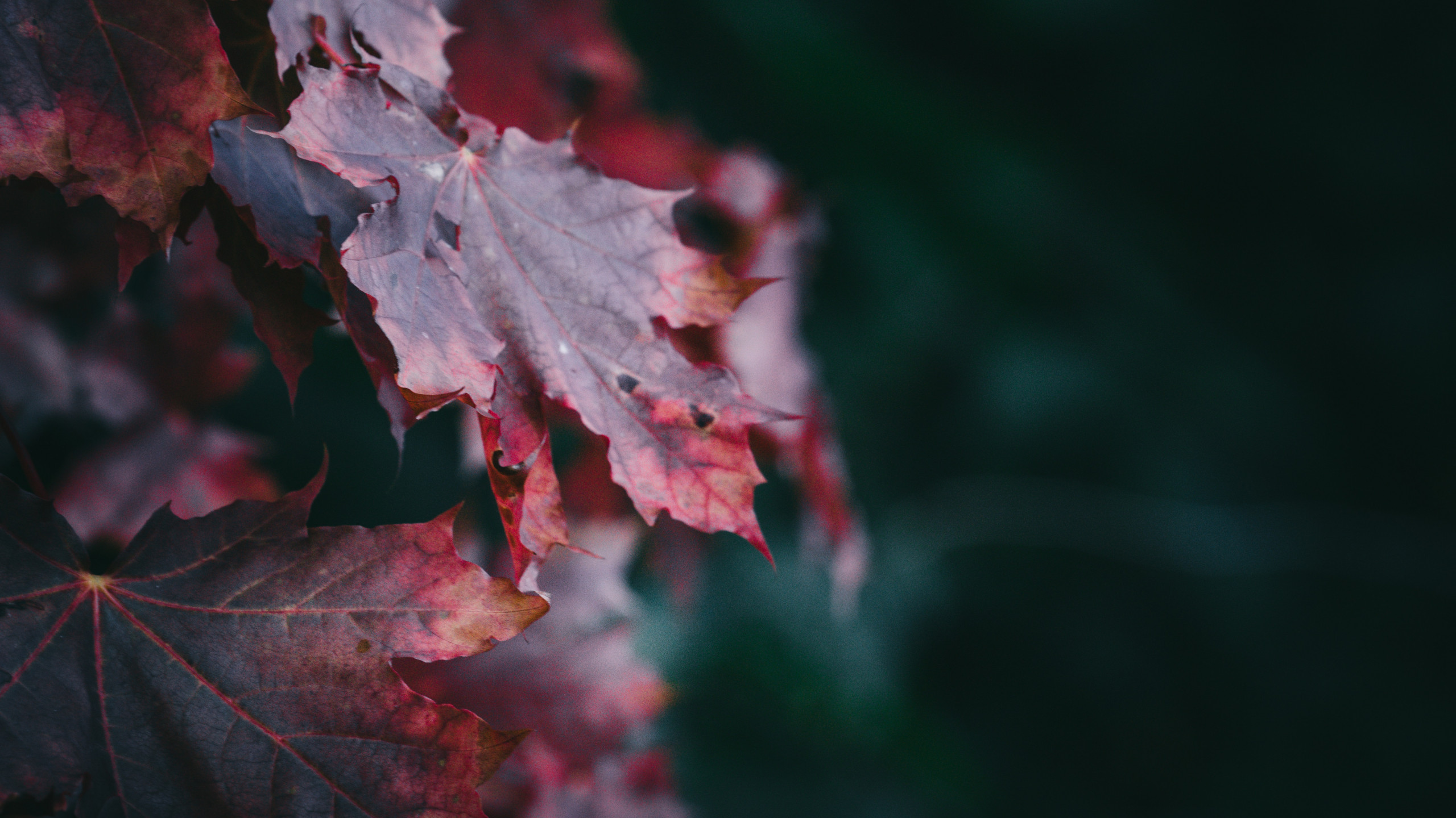 Red Maple Leaves