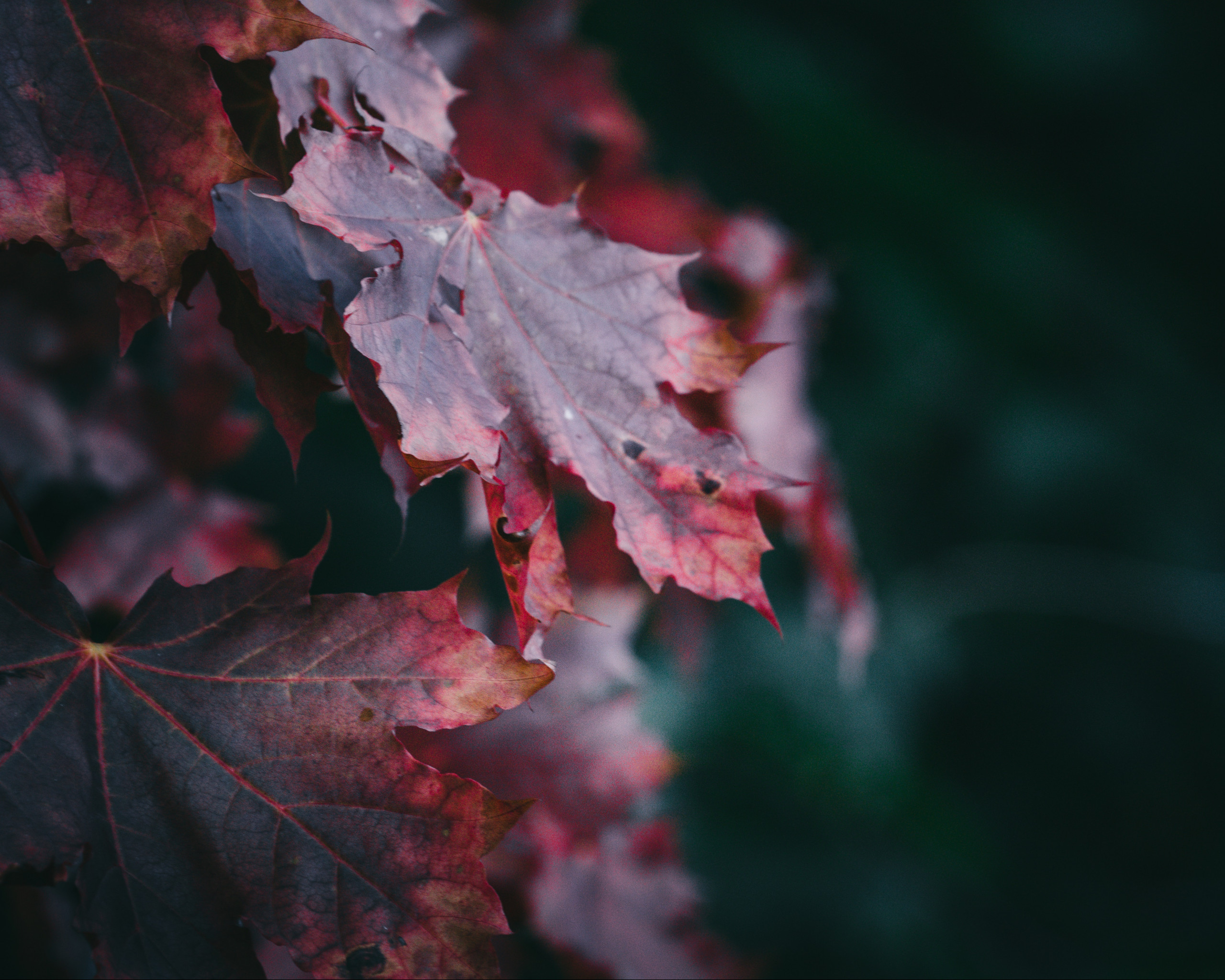 Red Maple Leaves