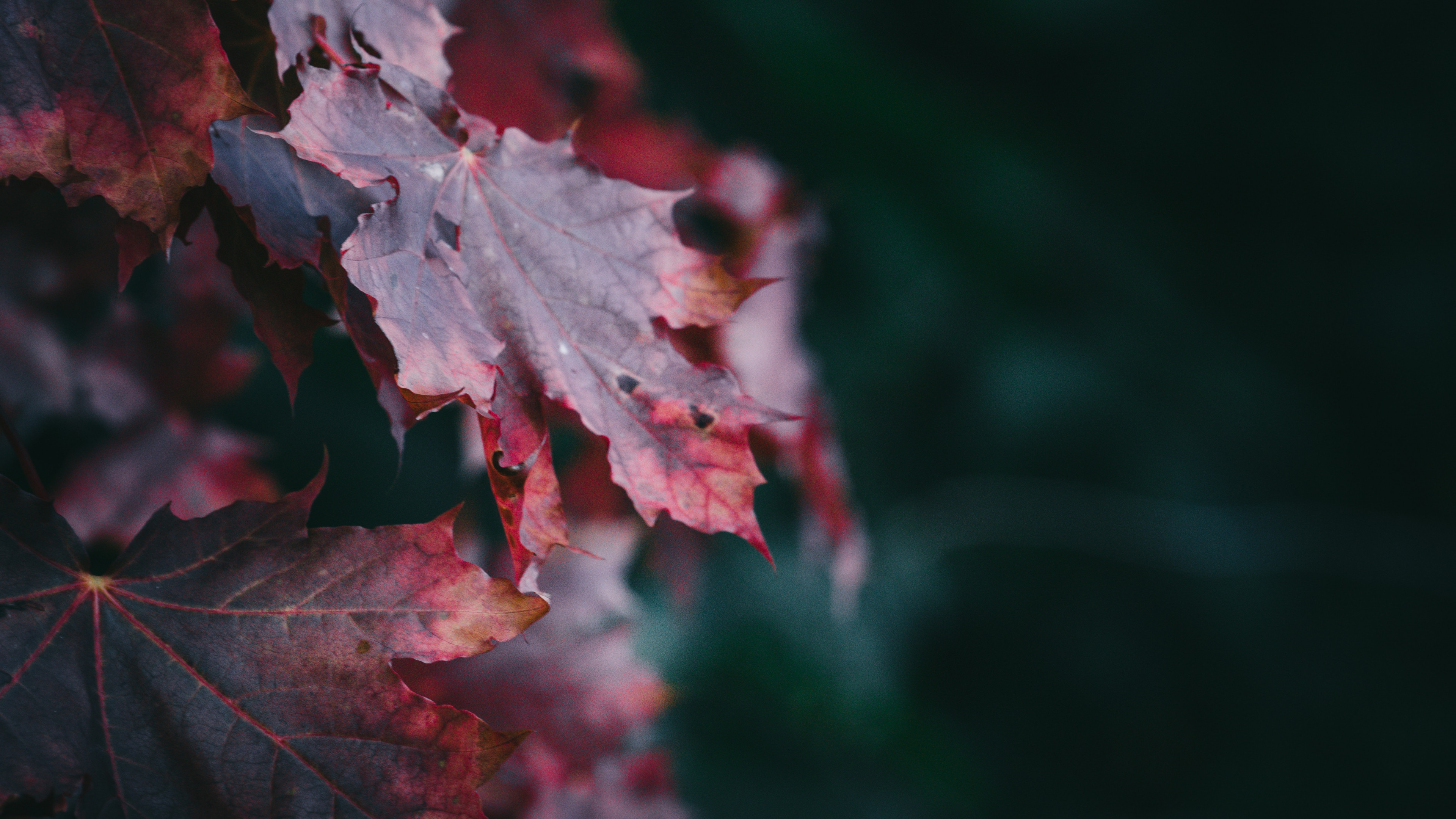 Red Maple Leaves