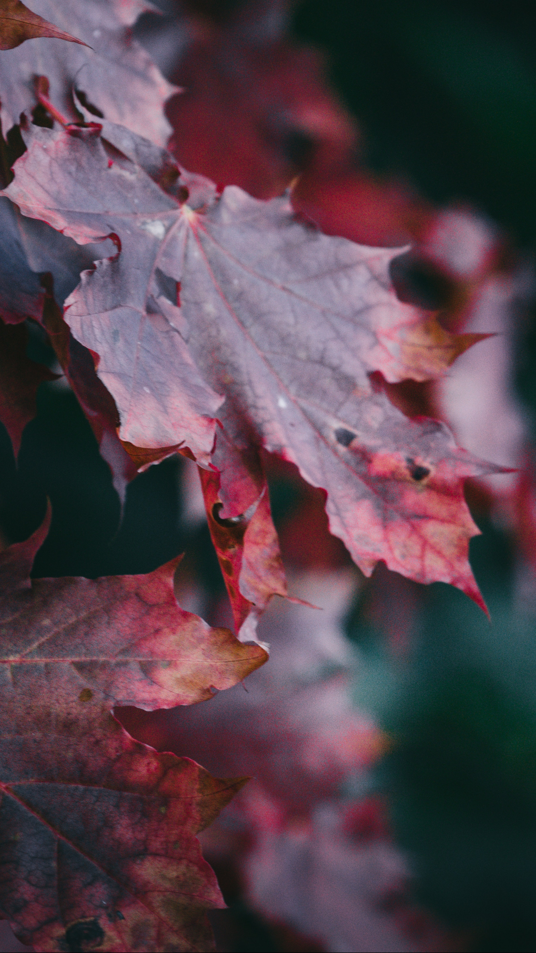 Red Maple Leaves