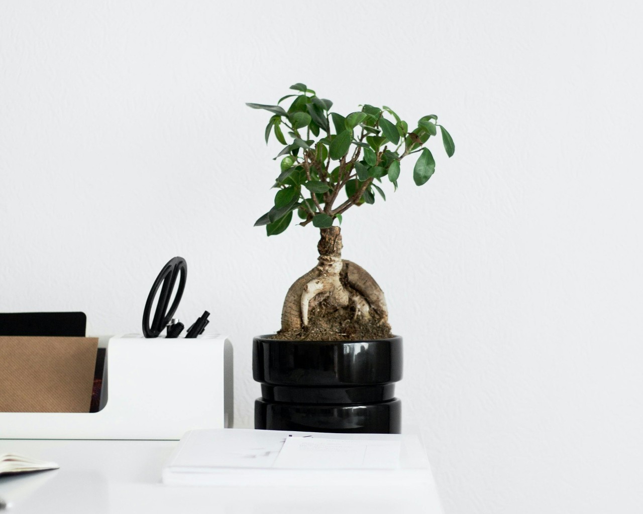 Green Plant on White Table