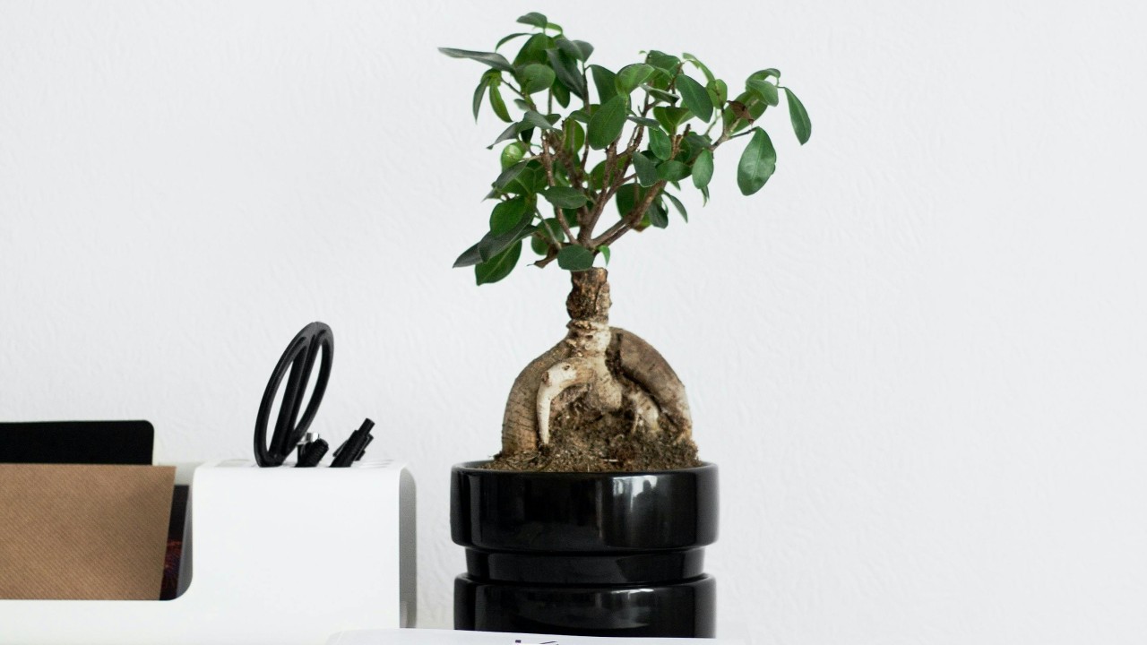 Green Plant on White Table