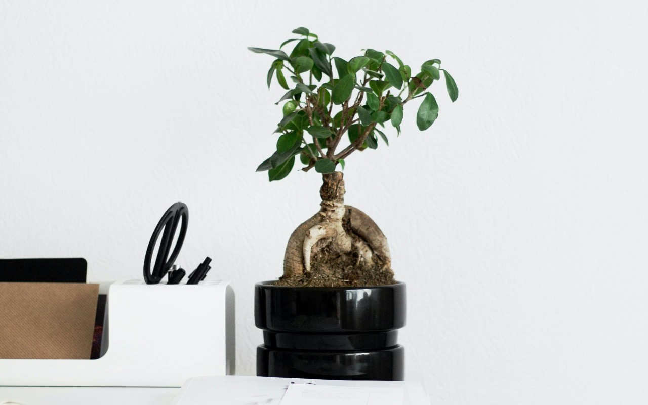 Green Plant on White Table
