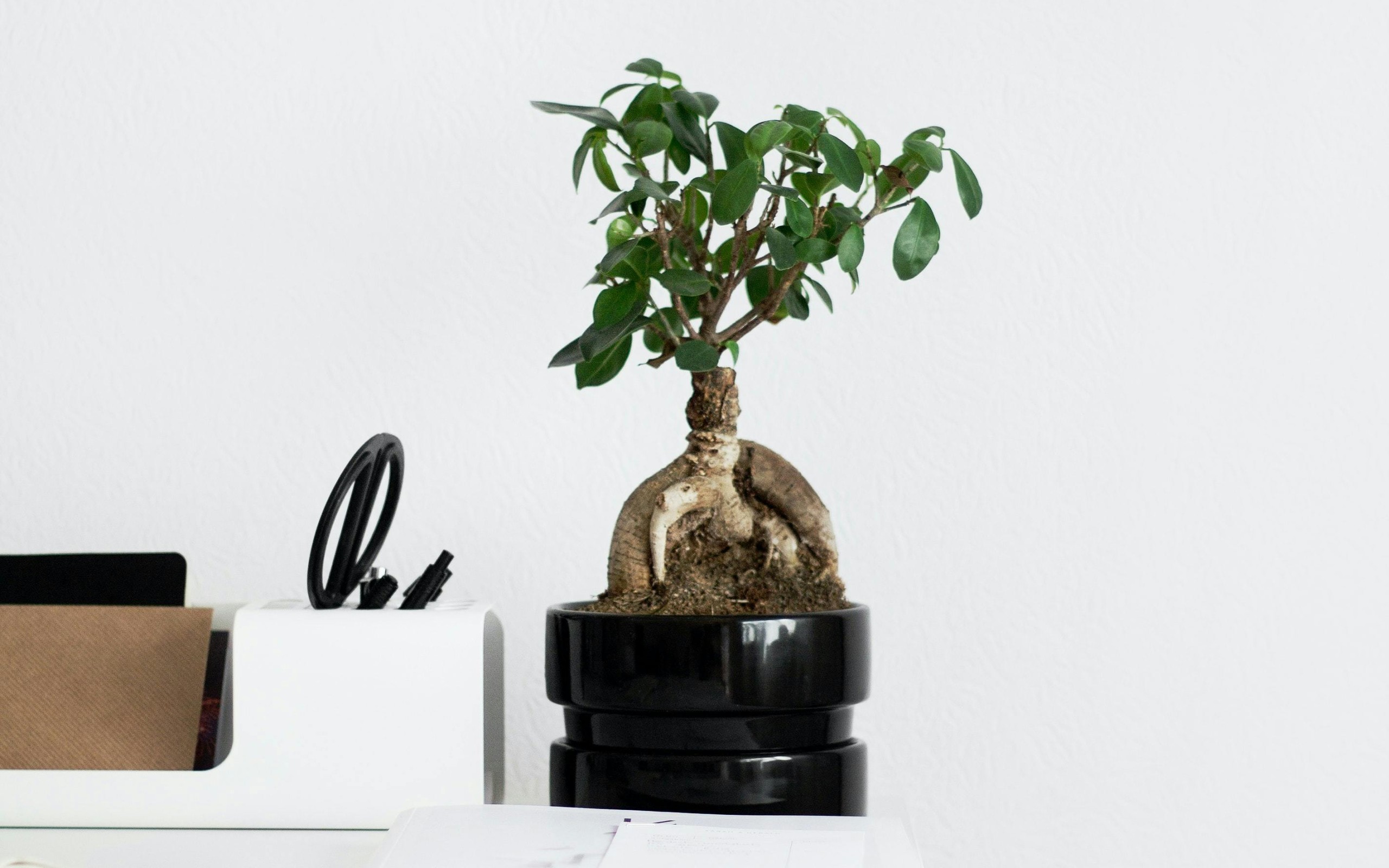 Green Plant on White Table