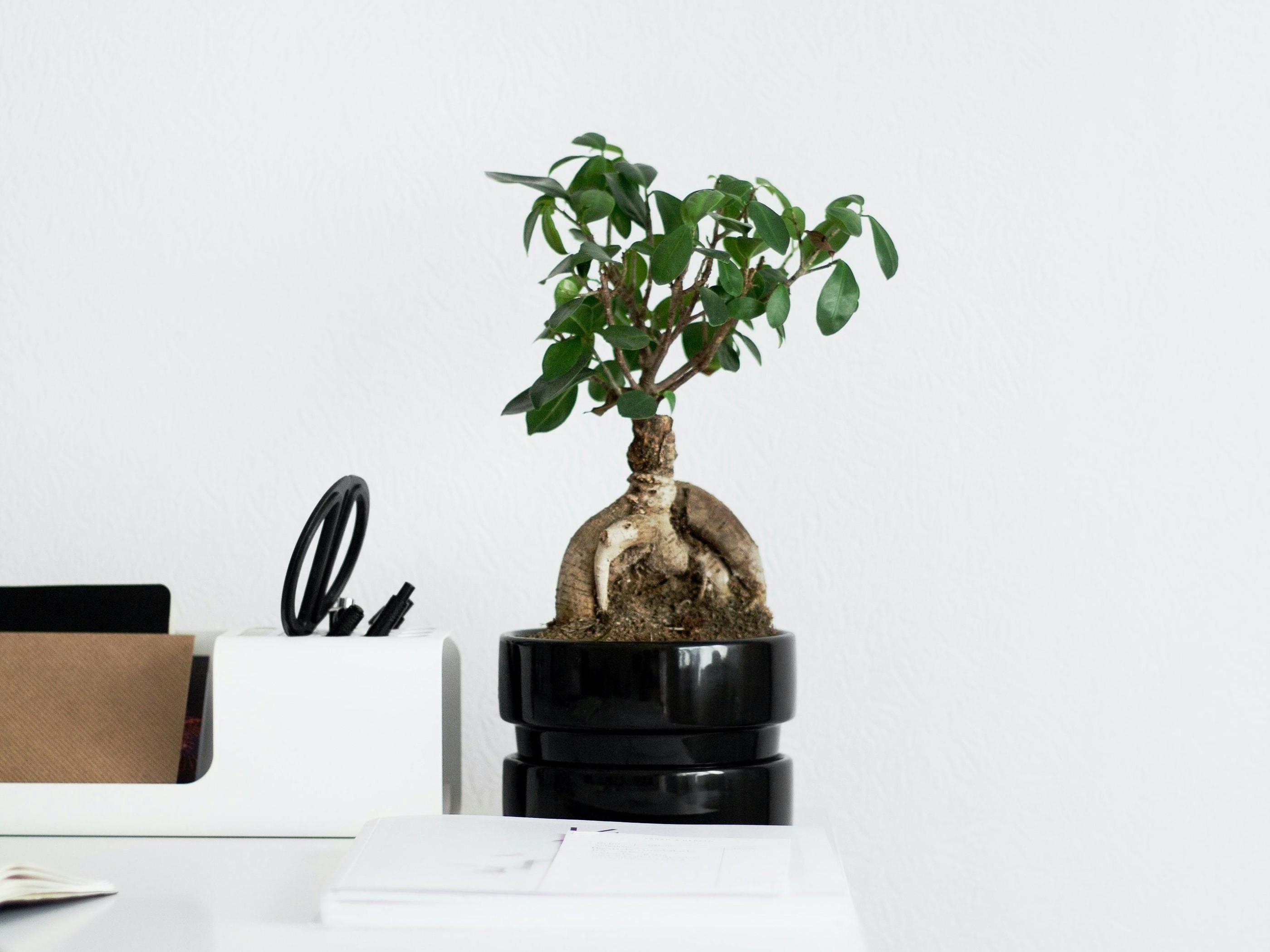 Green Plant on White Table