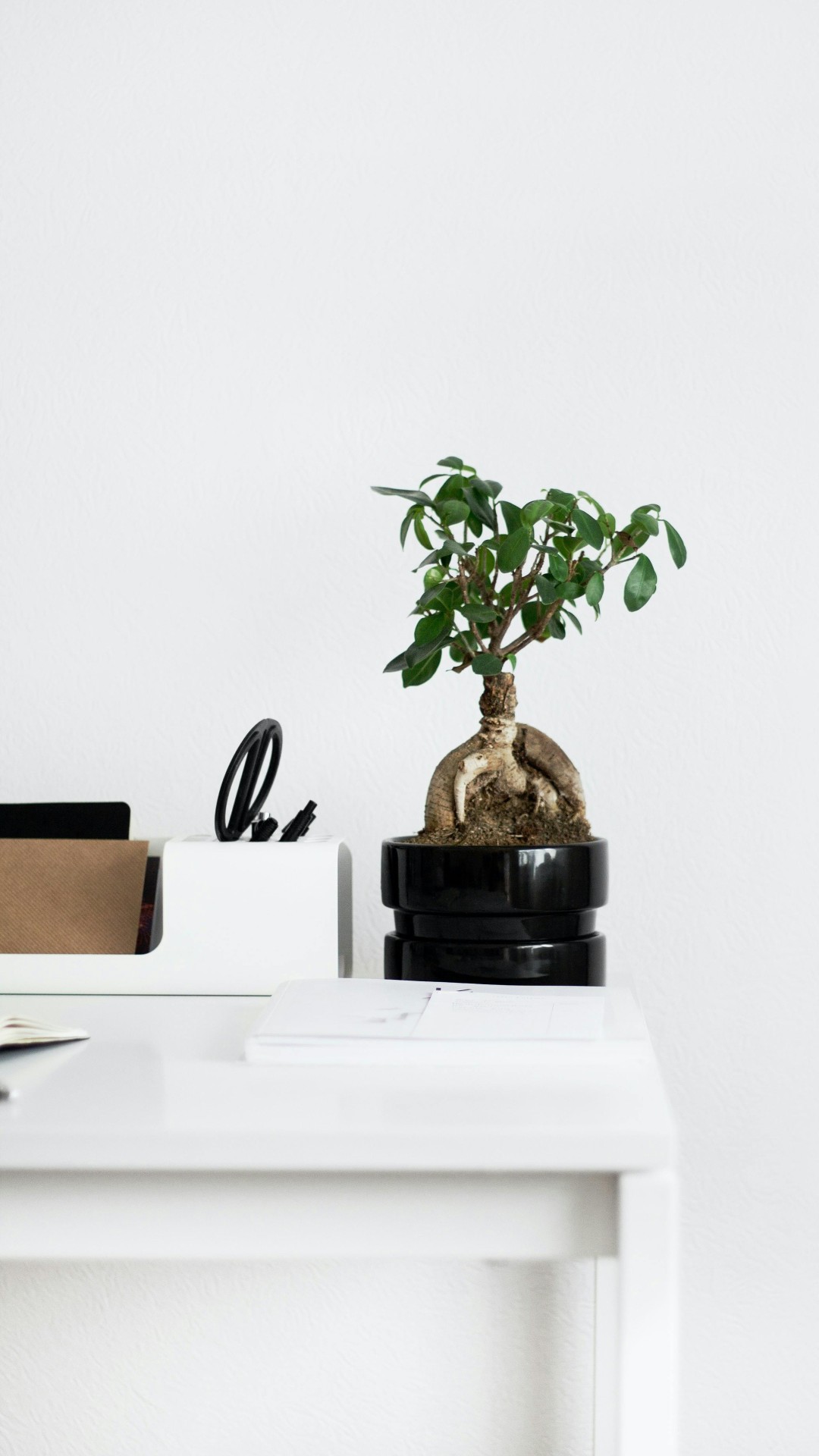Green Plant on White Table