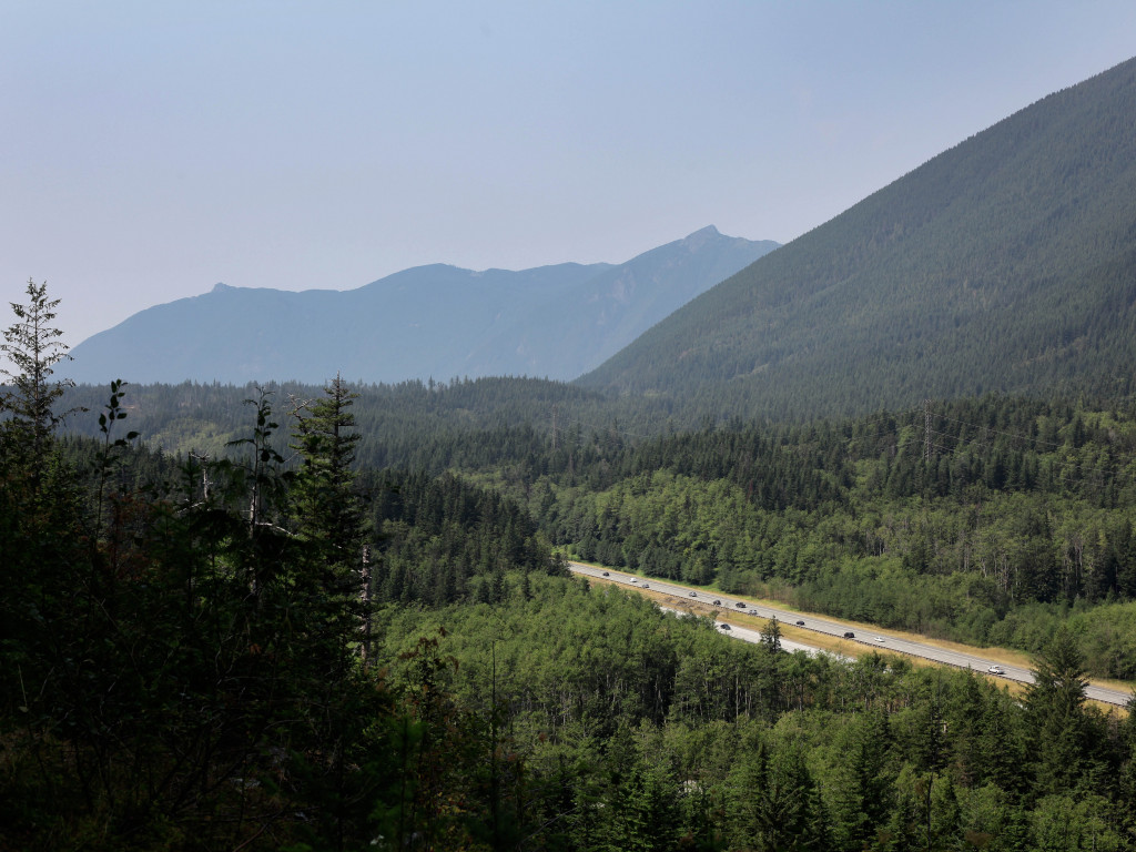 Road Surrounded With Trees