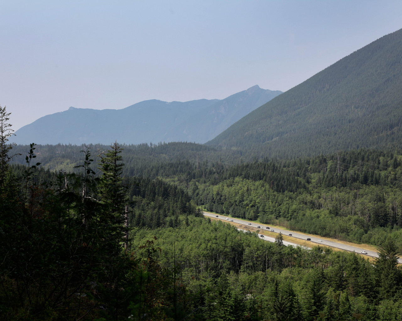 Road Surrounded With Trees