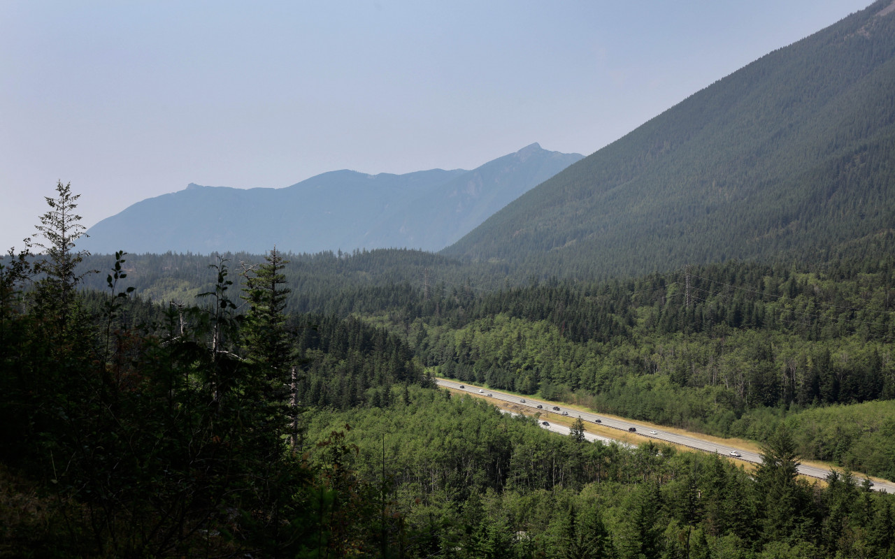 Road Surrounded With Trees