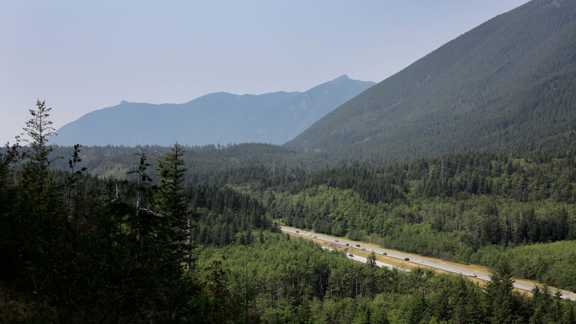 Road Surrounded With Trees