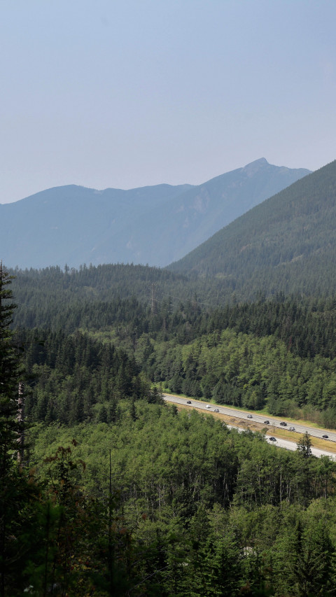 Road Surrounded With Trees