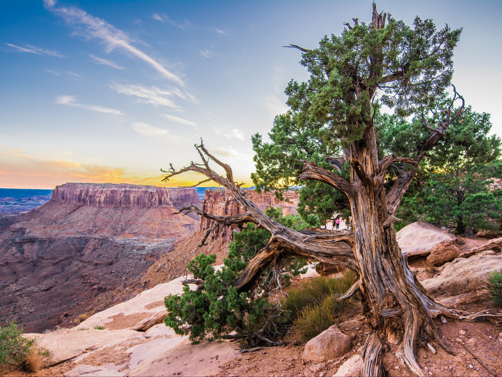Green Tree
