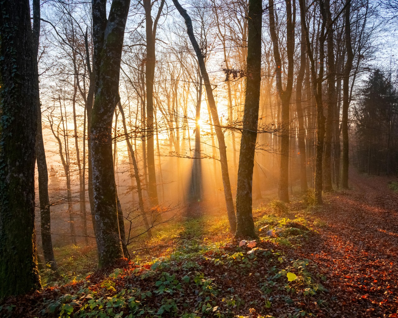 Sunlit Autumn Forest Path in Slovenia