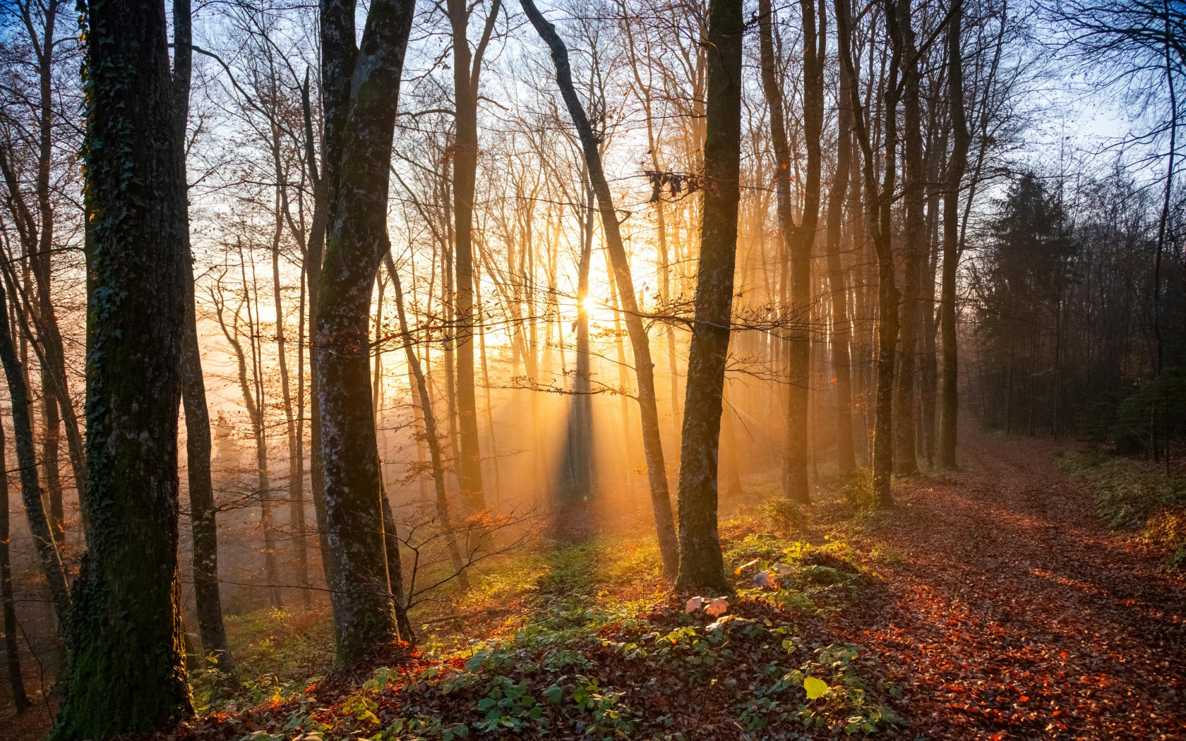 Sunlit Autumn Forest Path in Slovenia