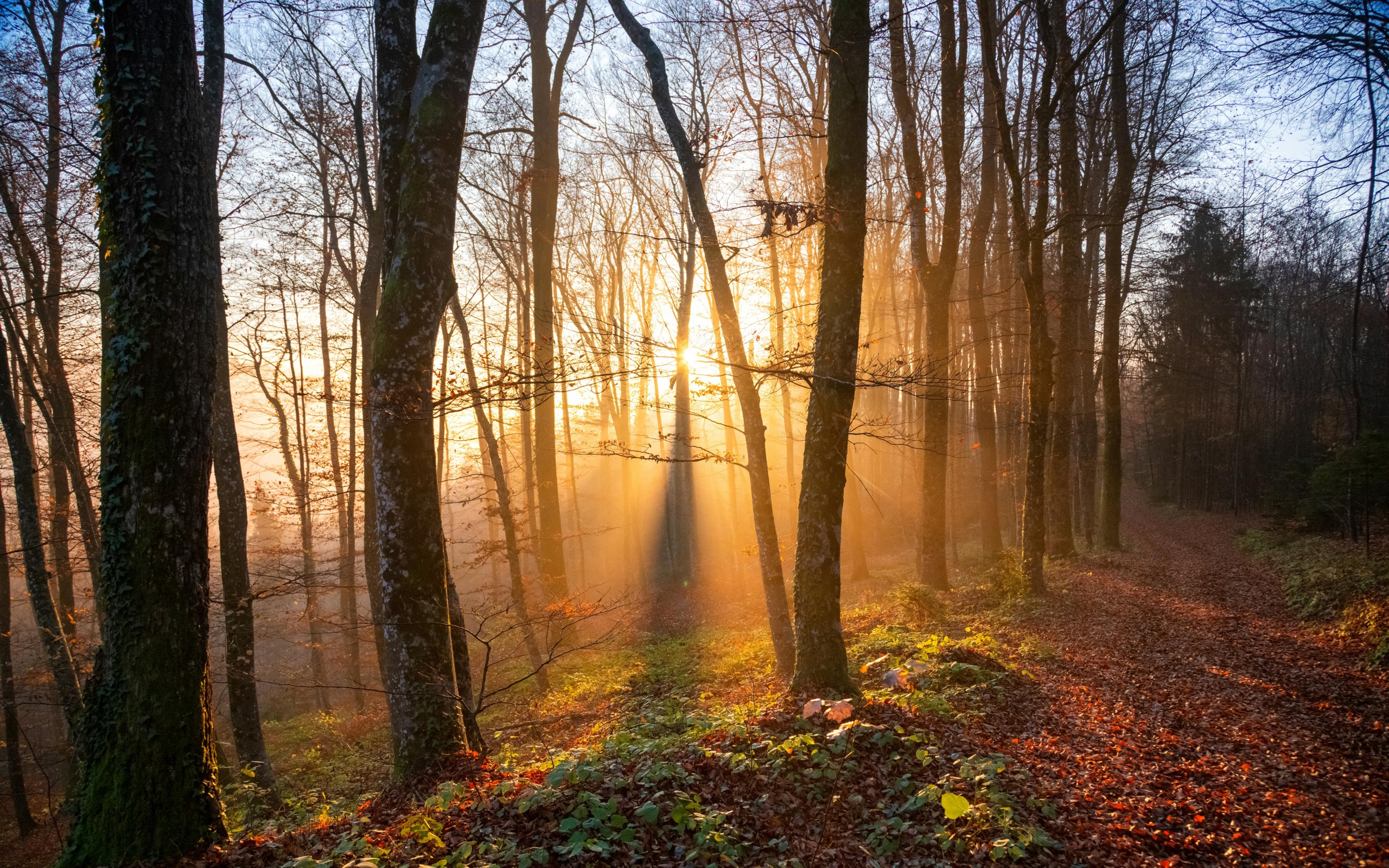 Sunlit Autumn Forest Path in Slovenia