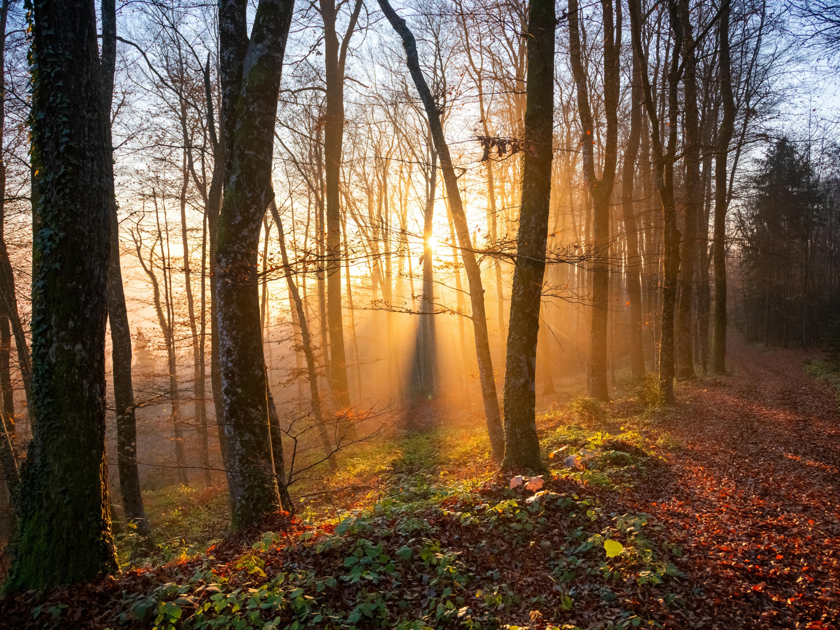 Sunlit Autumn Forest Path in Slovenia