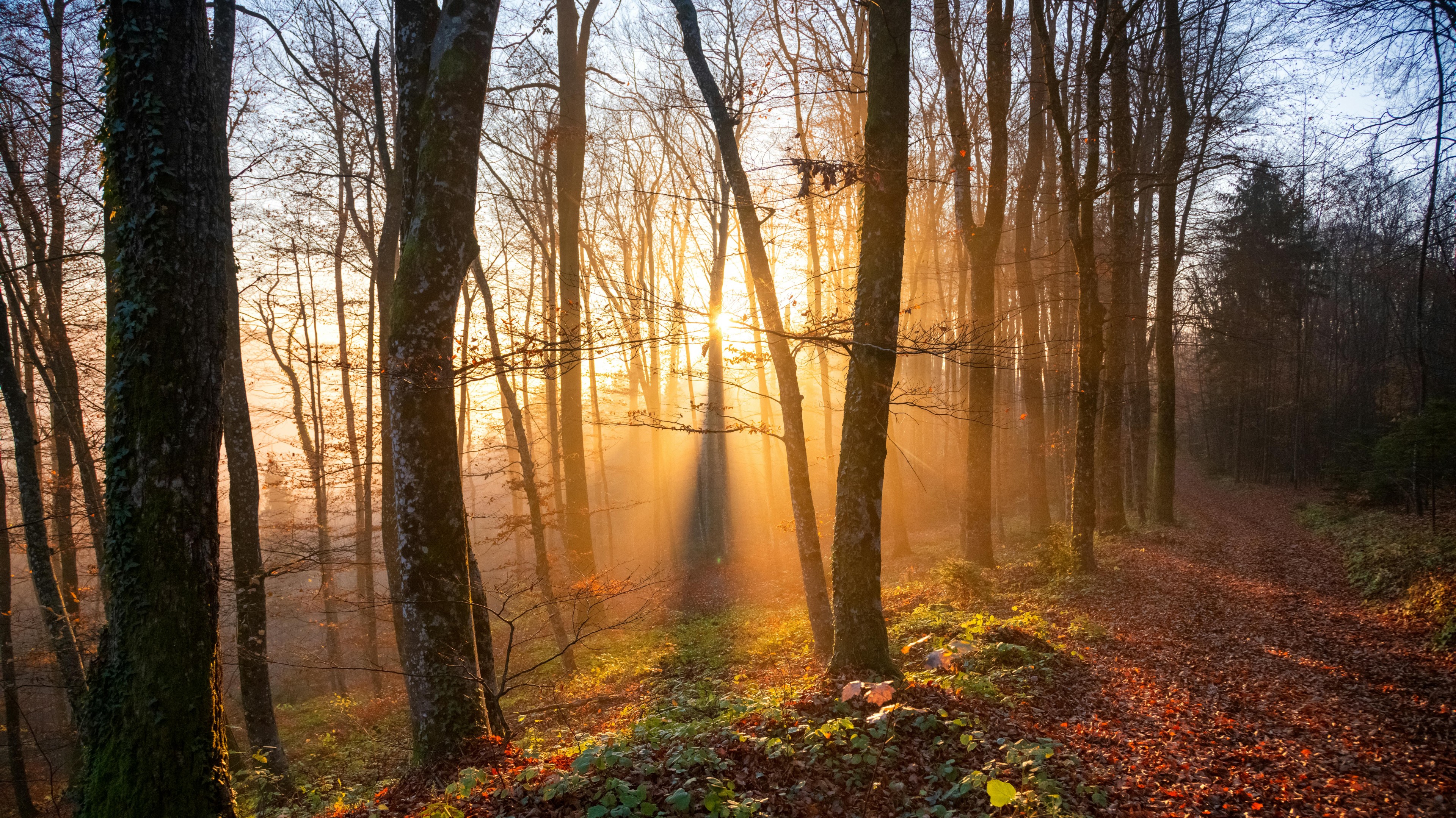 Sunlit Autumn Forest Path in Slovenia