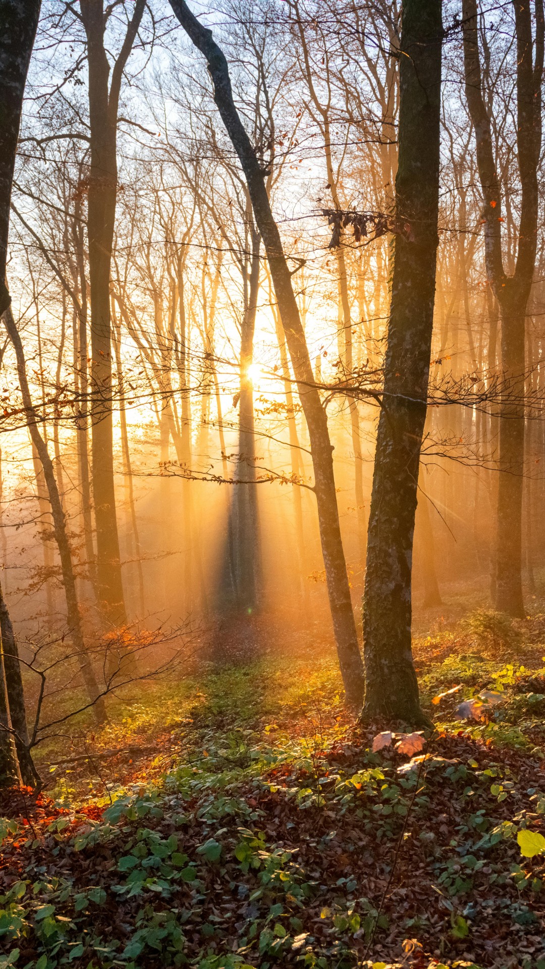 Sunlit Autumn Forest Path in Slovenia