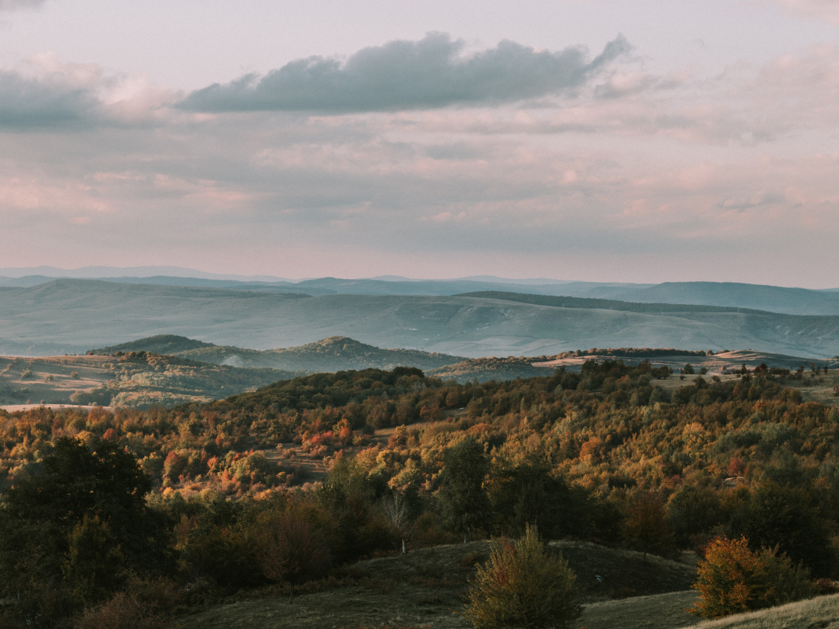 Forest And Mountains