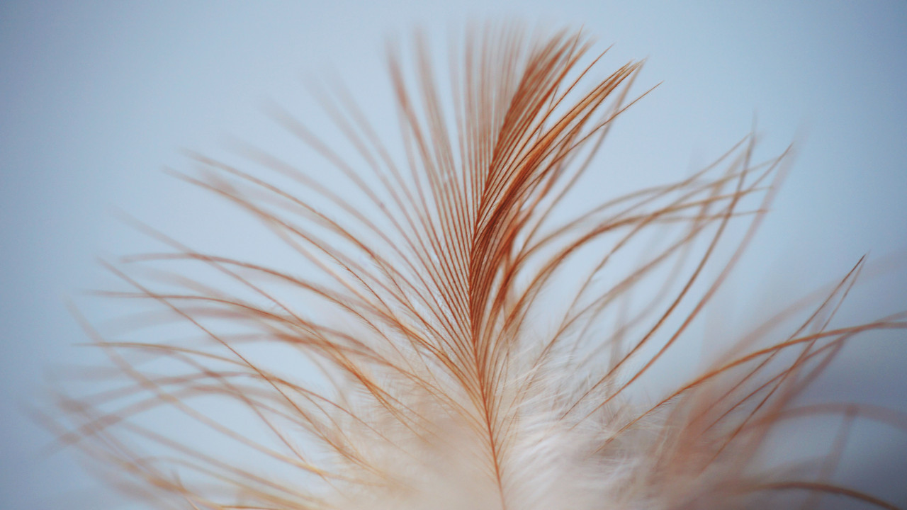 White Brown Feather