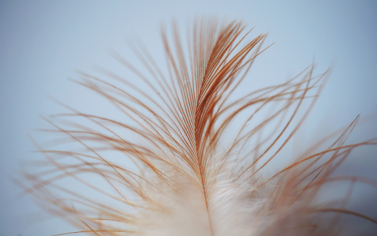 White Brown Feather