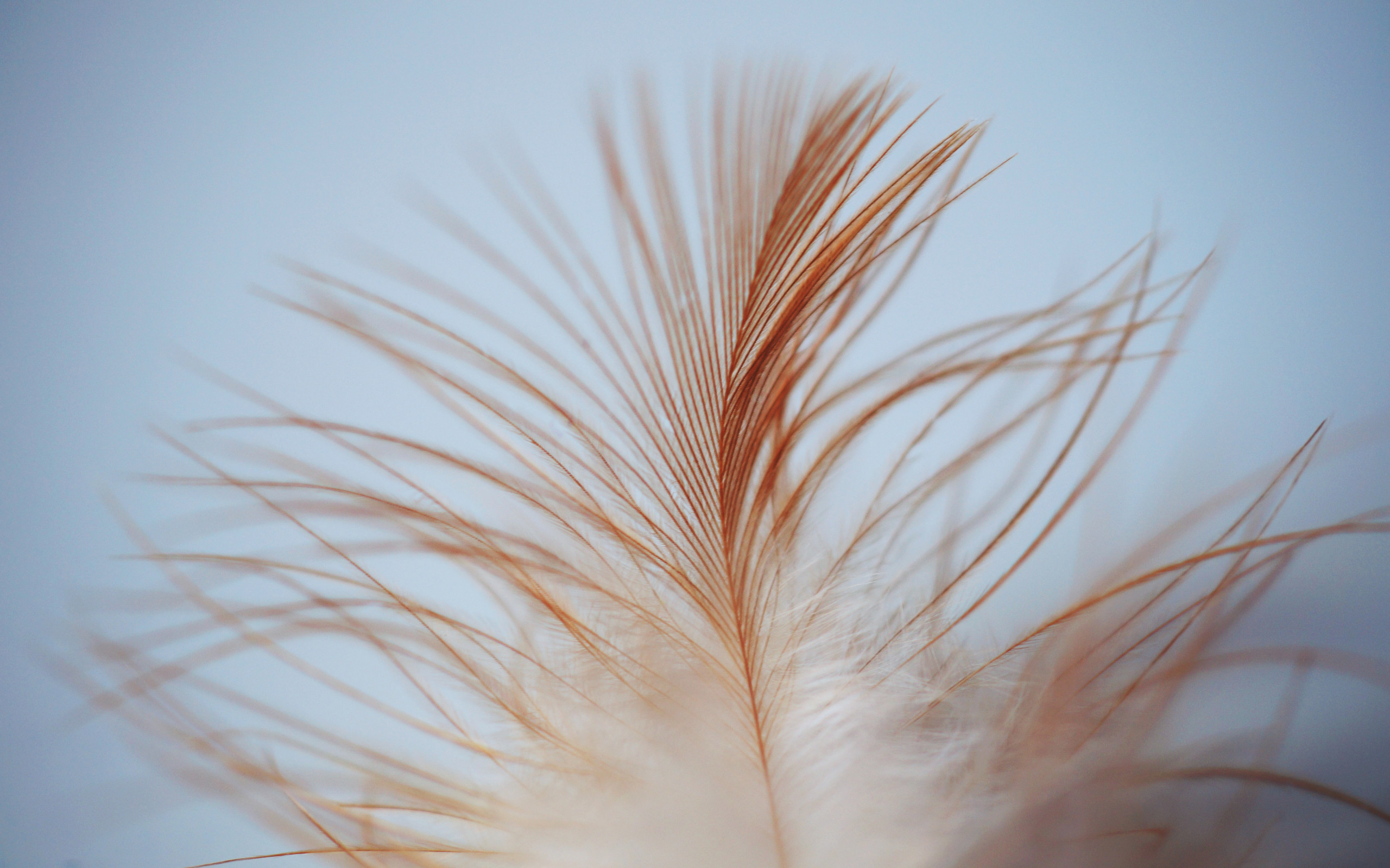 White Brown Feather