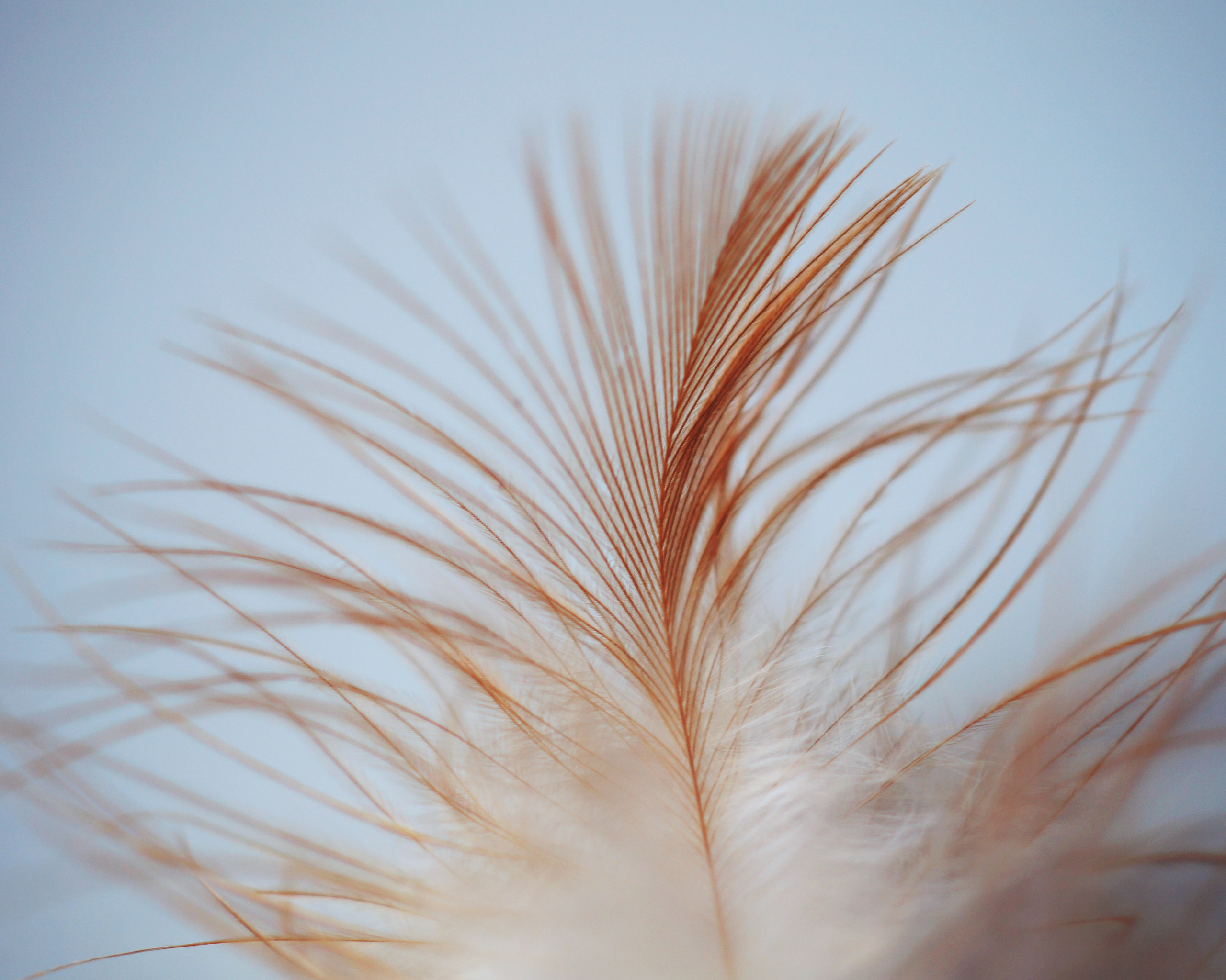 White Brown Feather