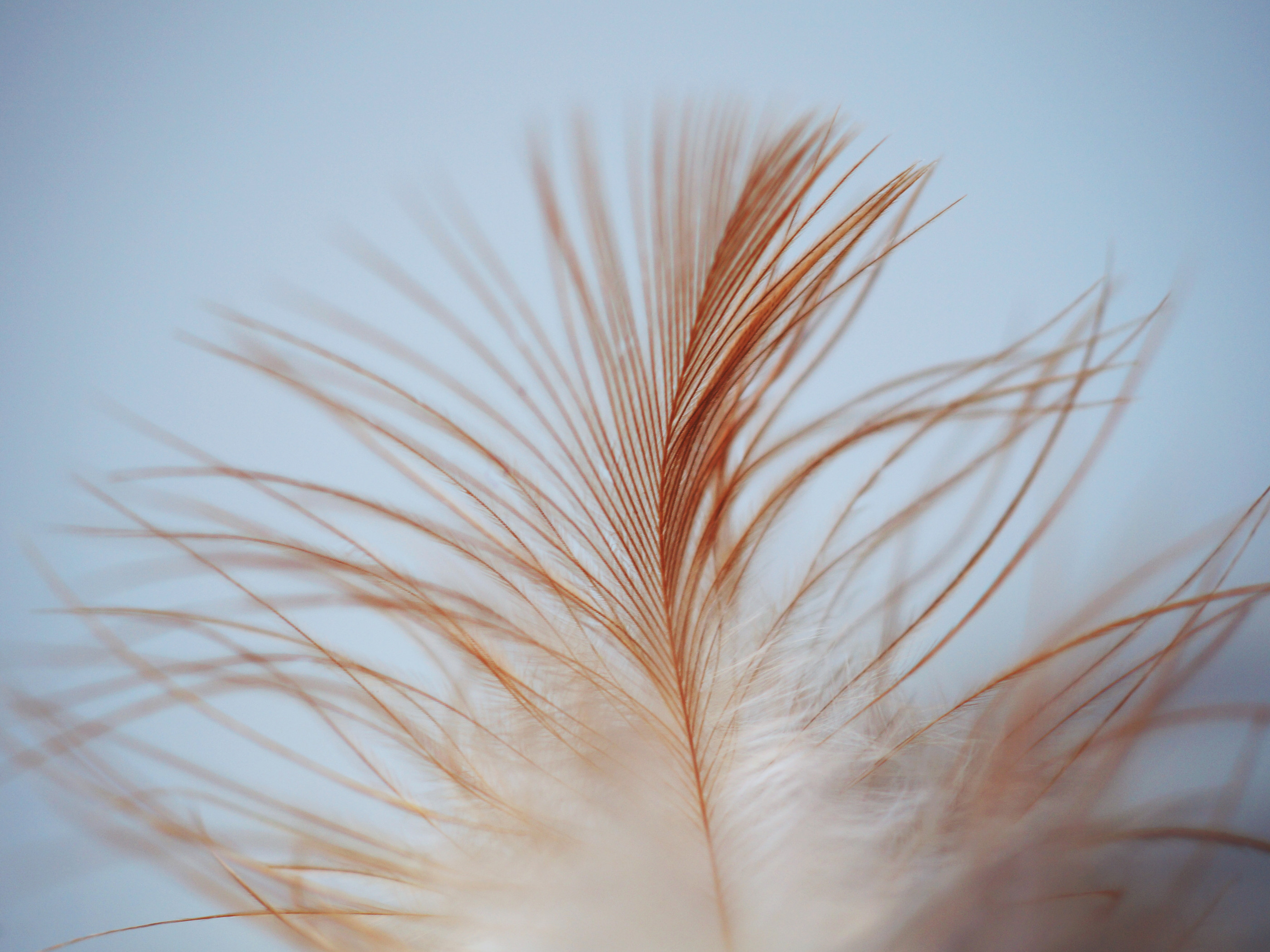 White Brown Feather