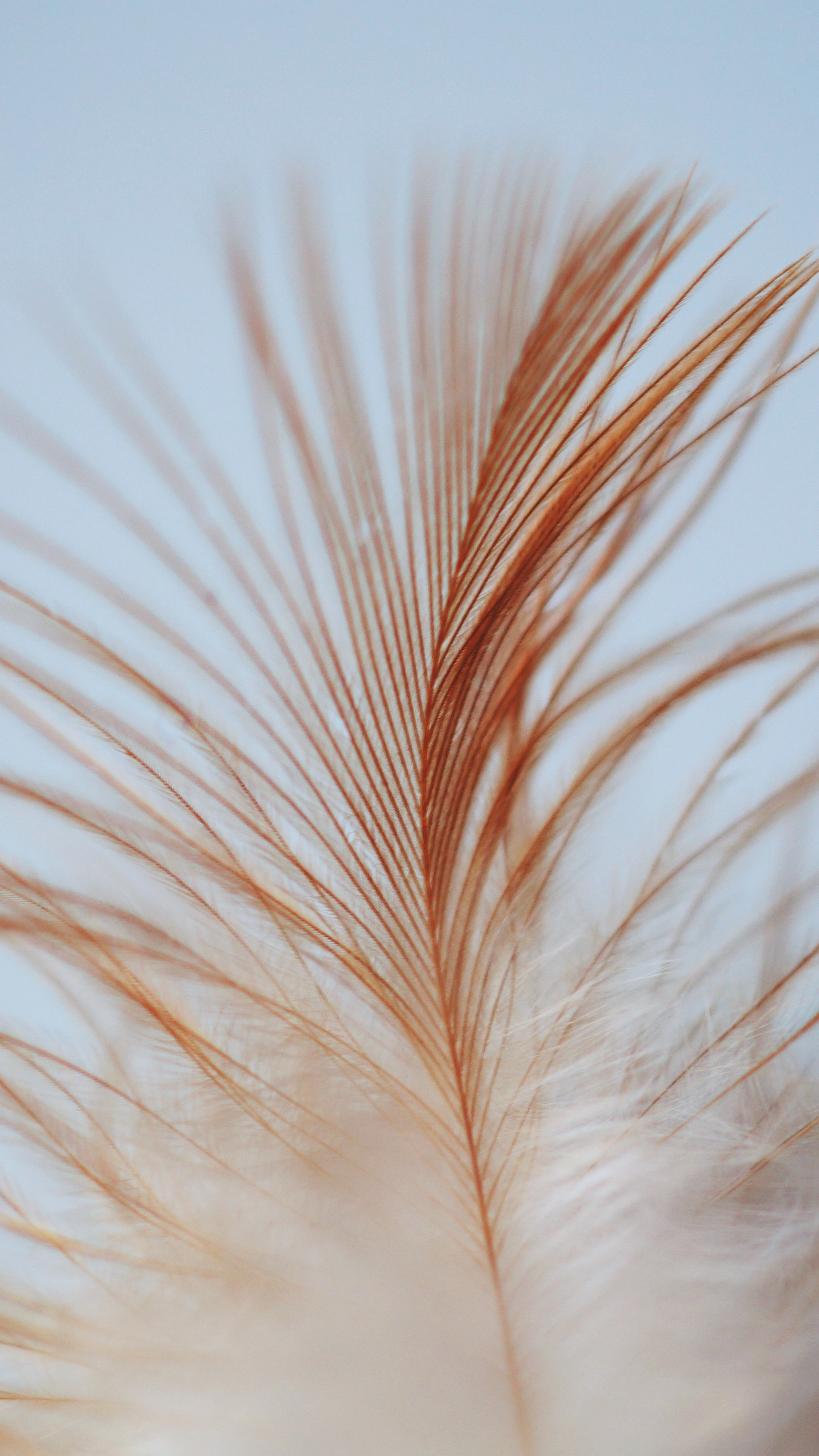 White Brown Feather
