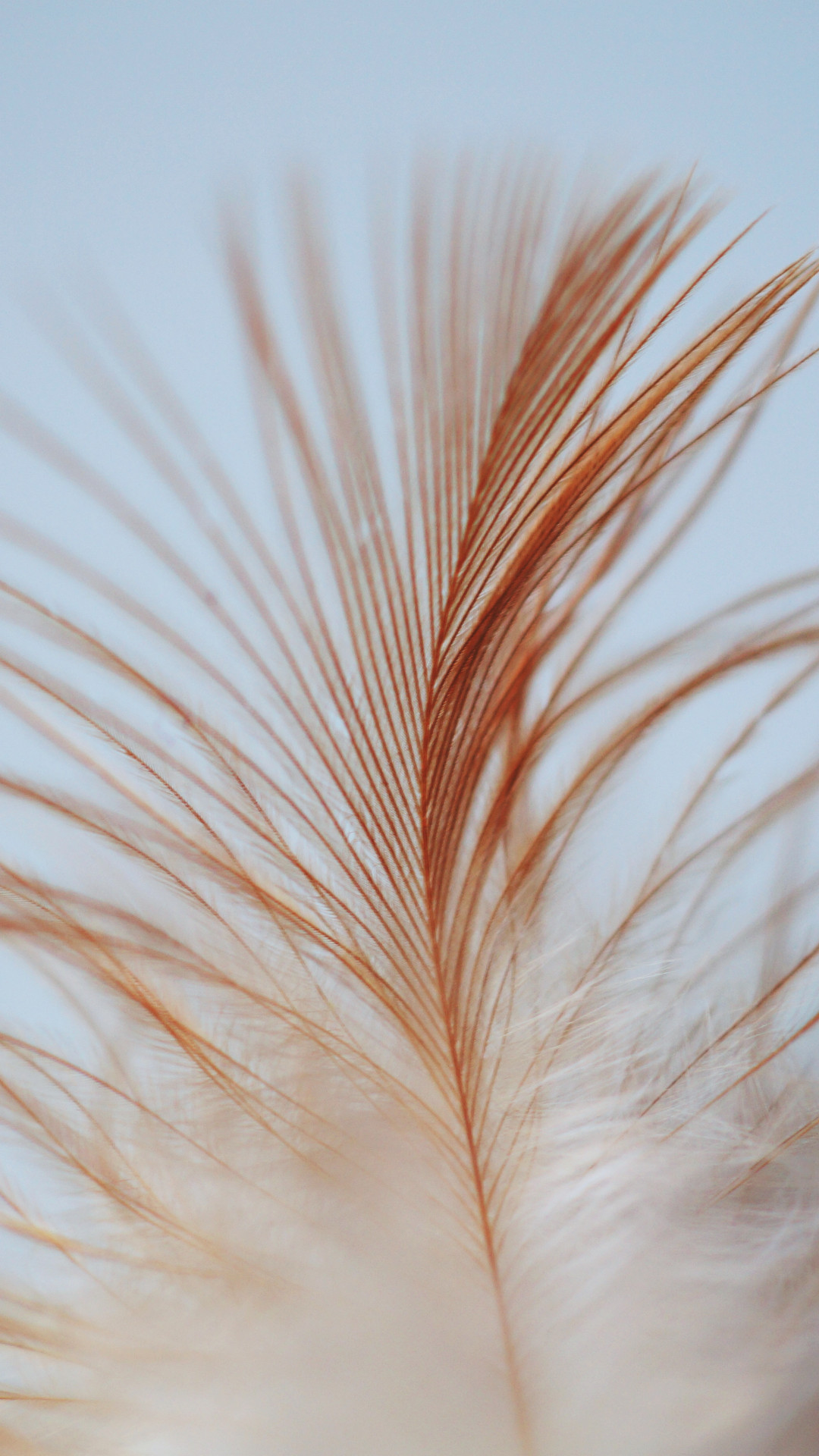 White Brown Feather