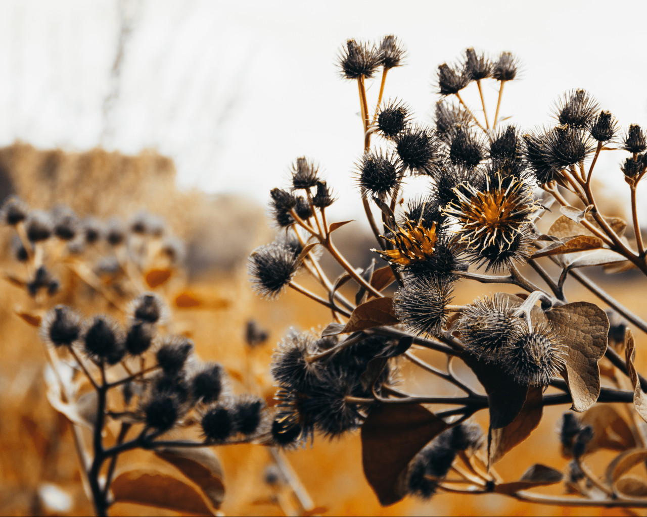 Orange Leafed Thistle