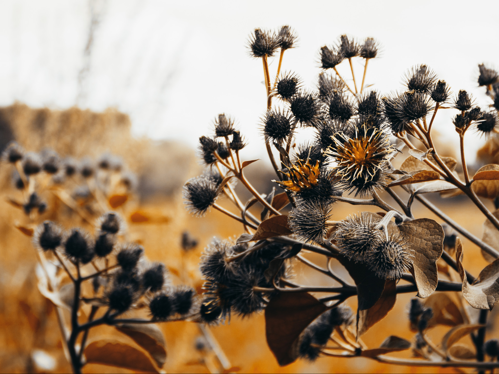 Orange Leafed Thistle