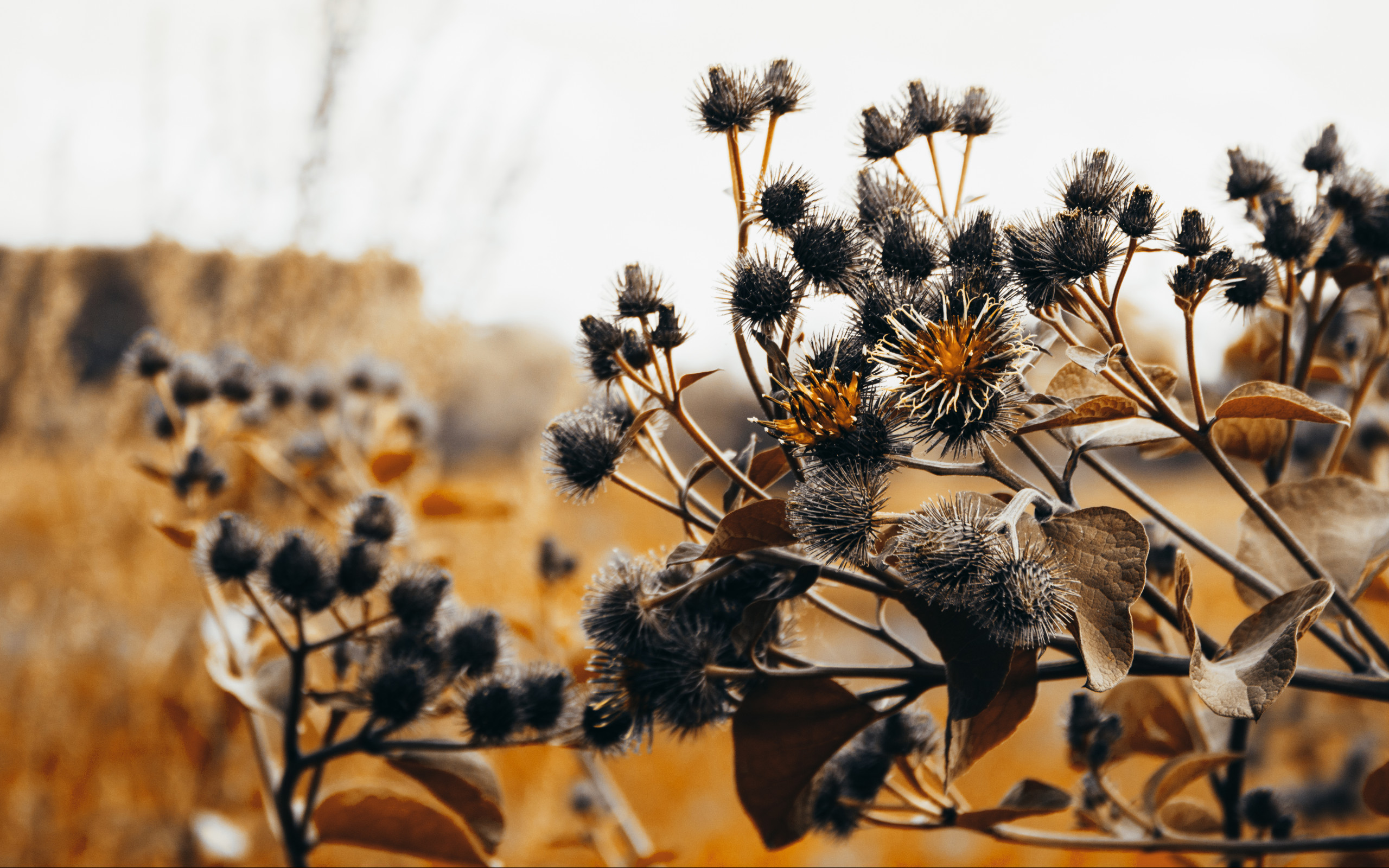 Orange Leafed Thistle