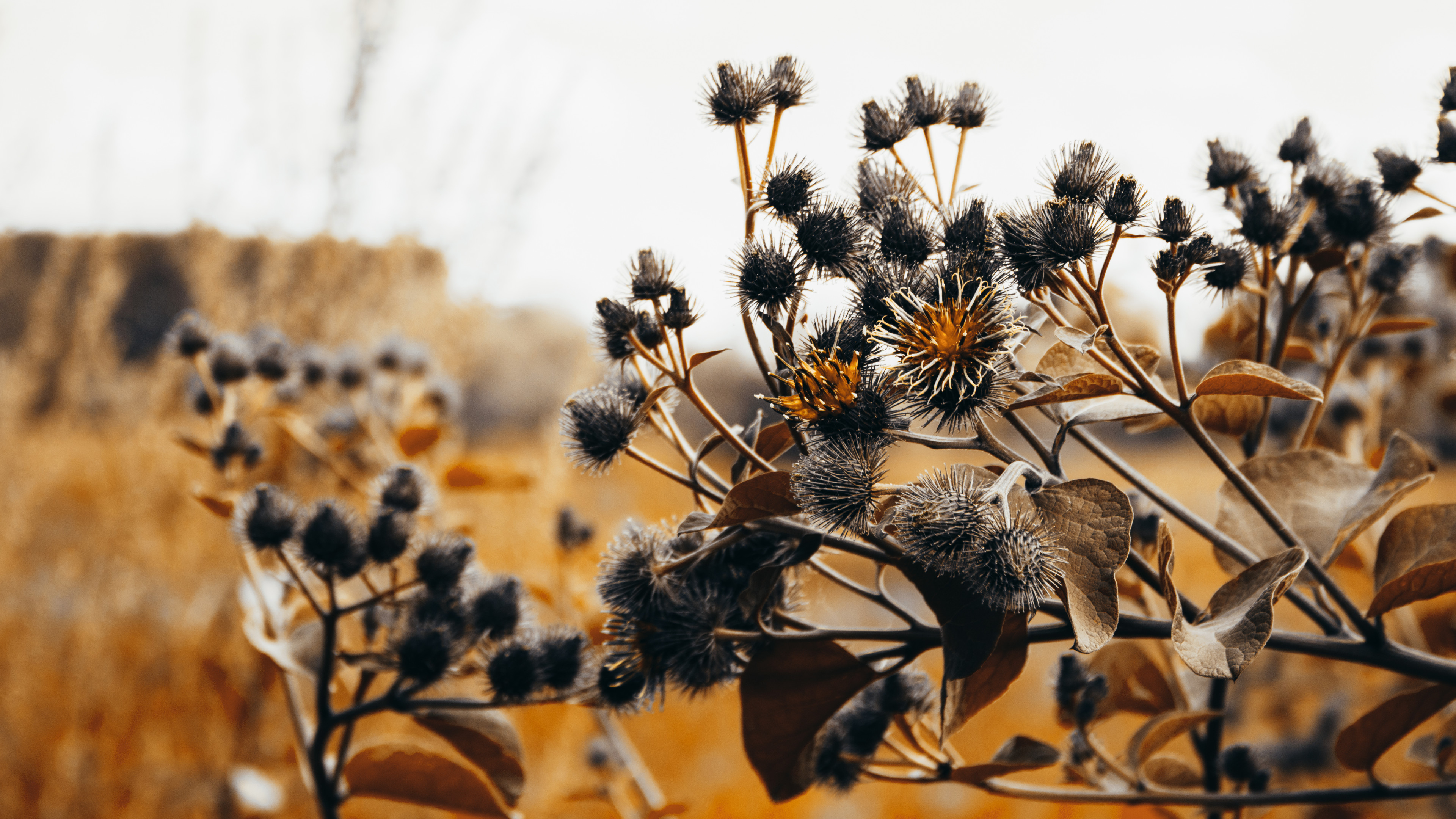 Orange Leafed Thistle