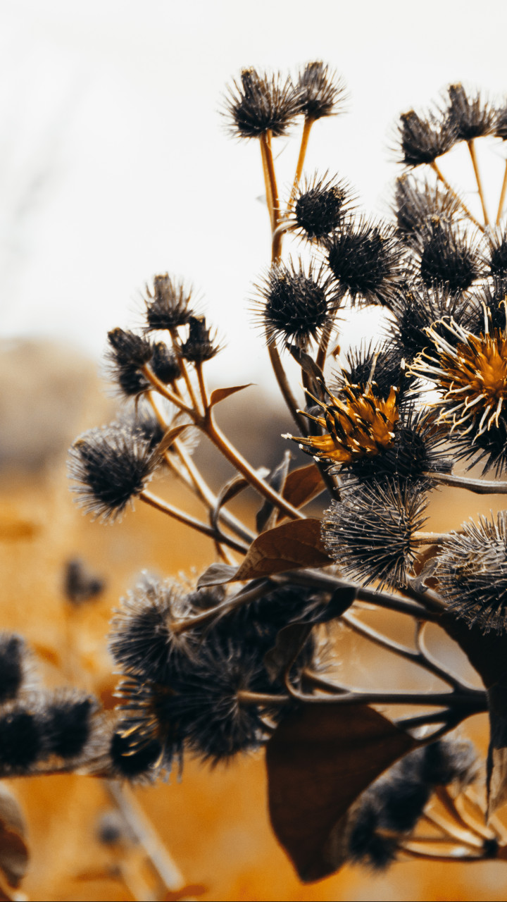 Orange Leafed Thistle